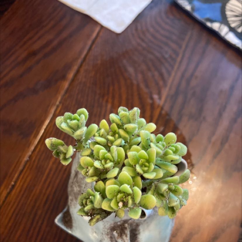 Image of a healthy Corsican Stonecrop succulent in a small container with visible soil.