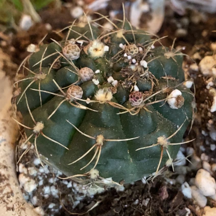 Close-up of a Texas Barrel Cactus in a pot with visible soil and spines.