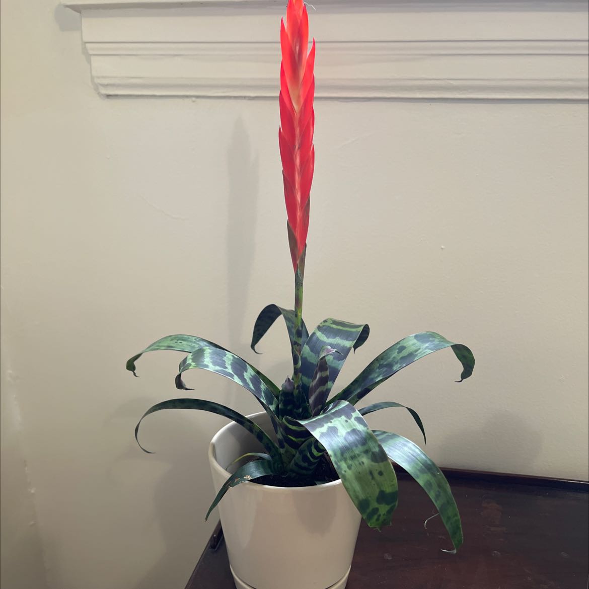 Photo of the plant species Flaming Sword Bromeliad by @thatpurplestuff named Spire on Greg, the plant care app