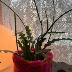Fishbone Cactus plant