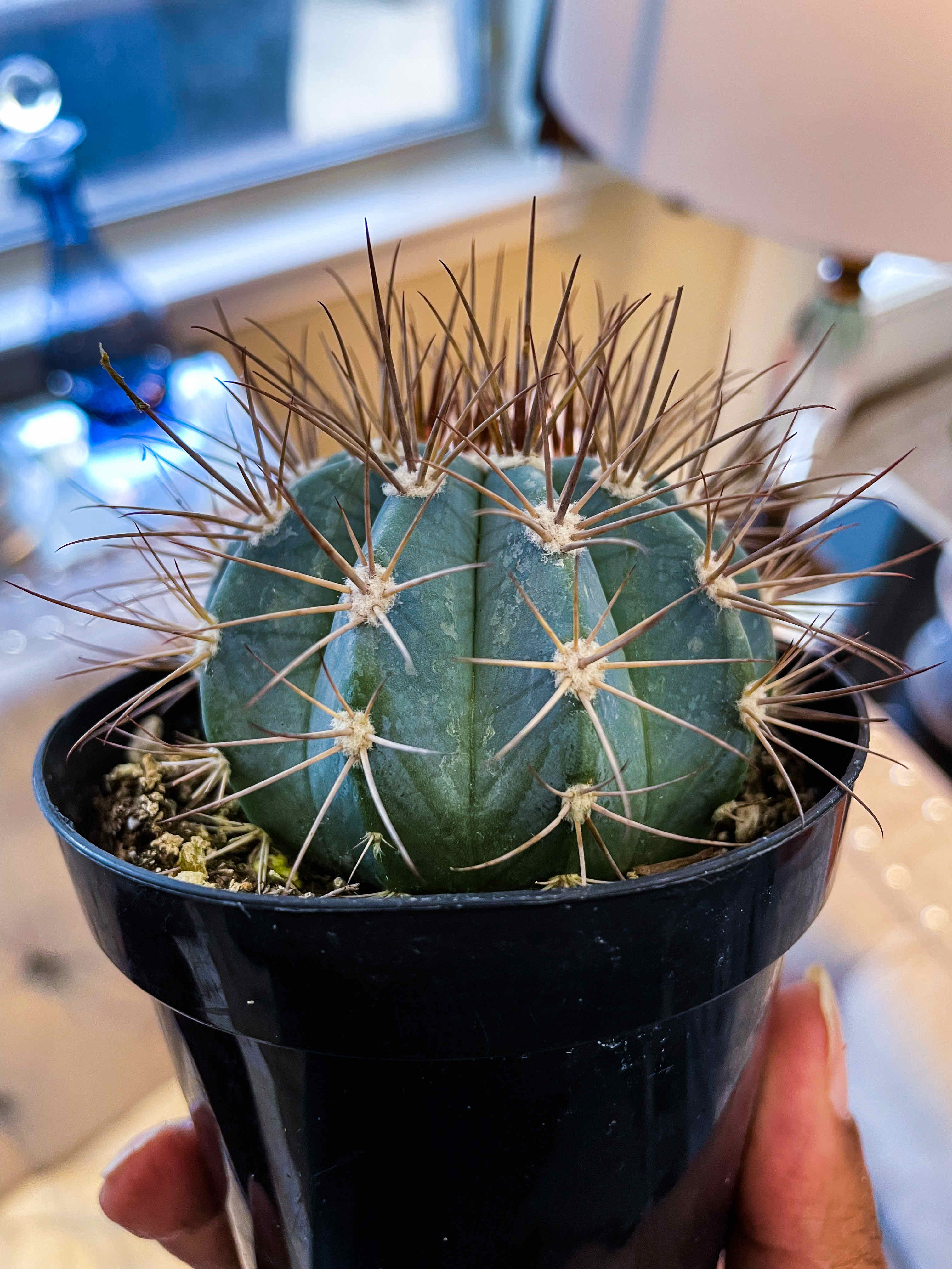 Melocactus azureus in a black pot, held by a hand, with visible spines and healthy appearance.