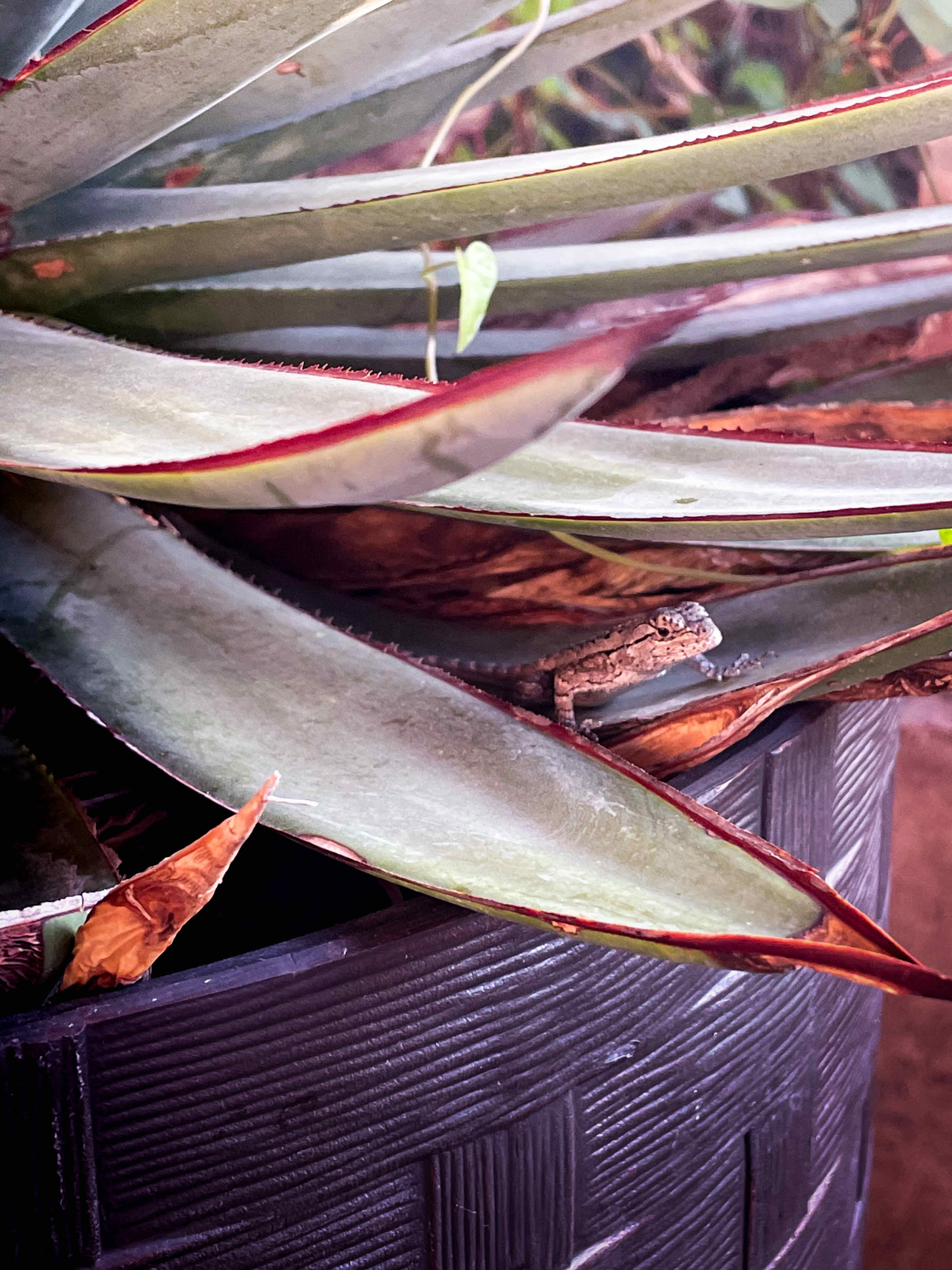 Agave 'Blue Glow' plant in a pot, appears healthy with no visible leaf discoloration.