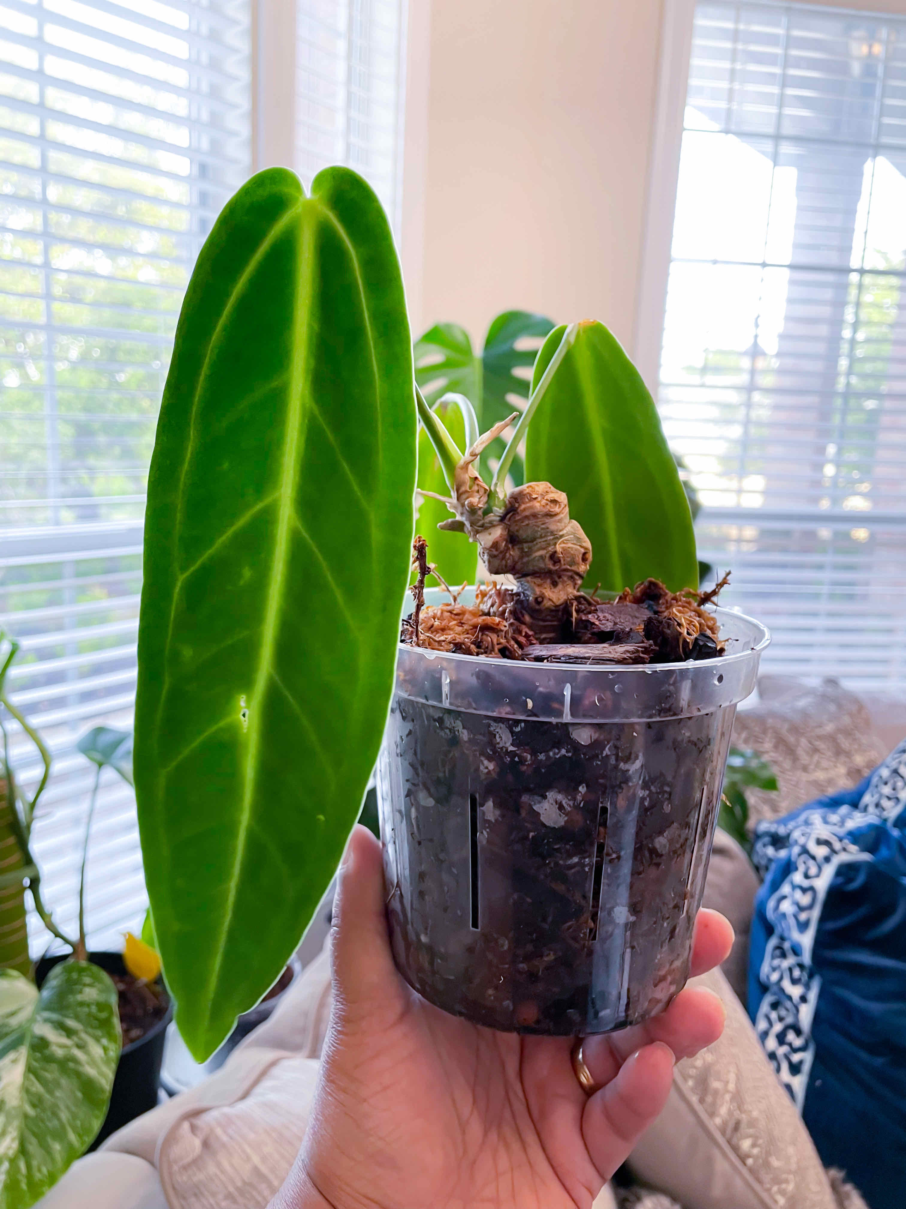 A healthy Anthurium warocqueanum plant in a clear pot, held by a hand.