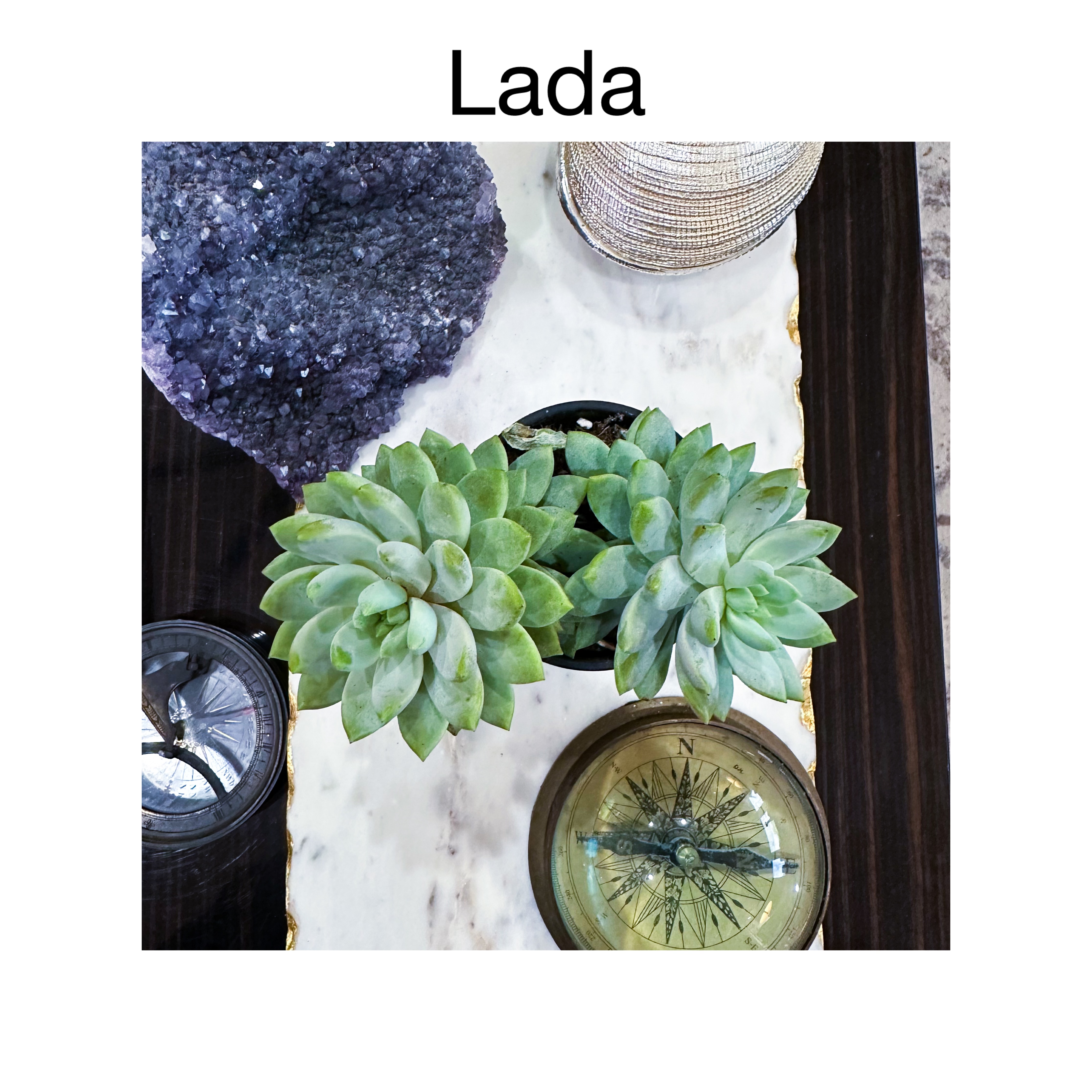 Sedum Morganianum - Lada - W/D