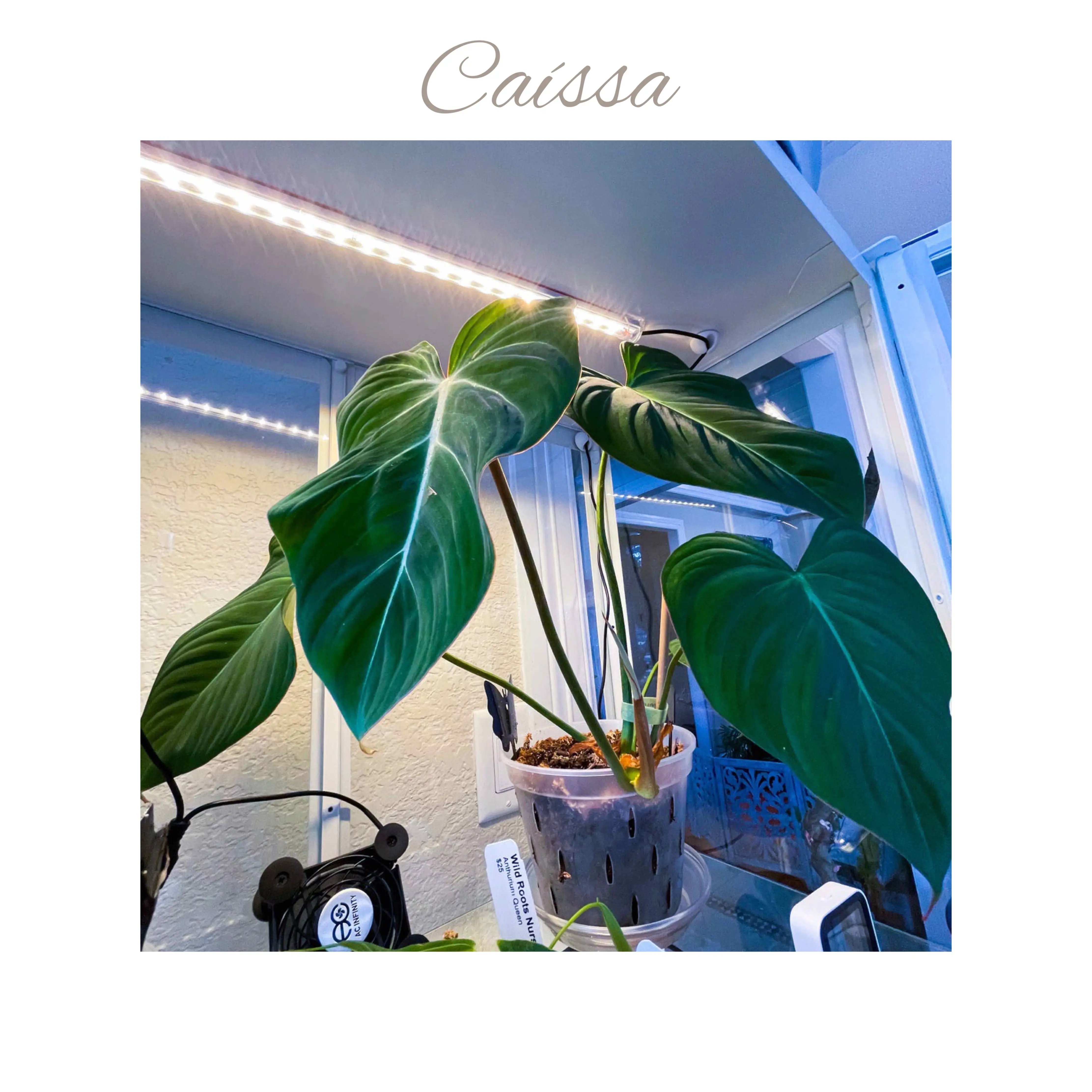 Gloriosum - Caíssa