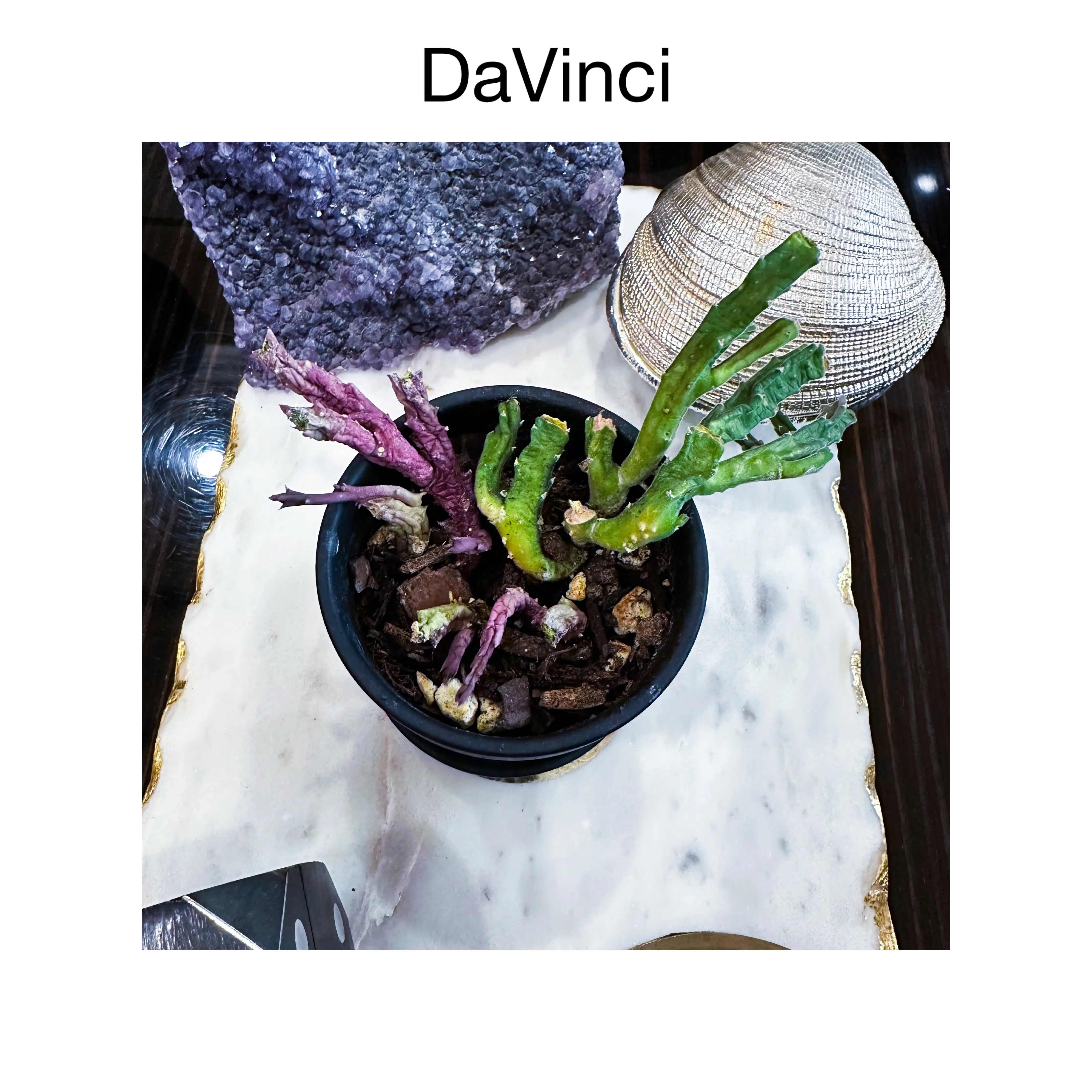 Stapelia - da Vinci