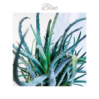 Aloe 'Blue Elf' plant in Garden Ridge, Texas