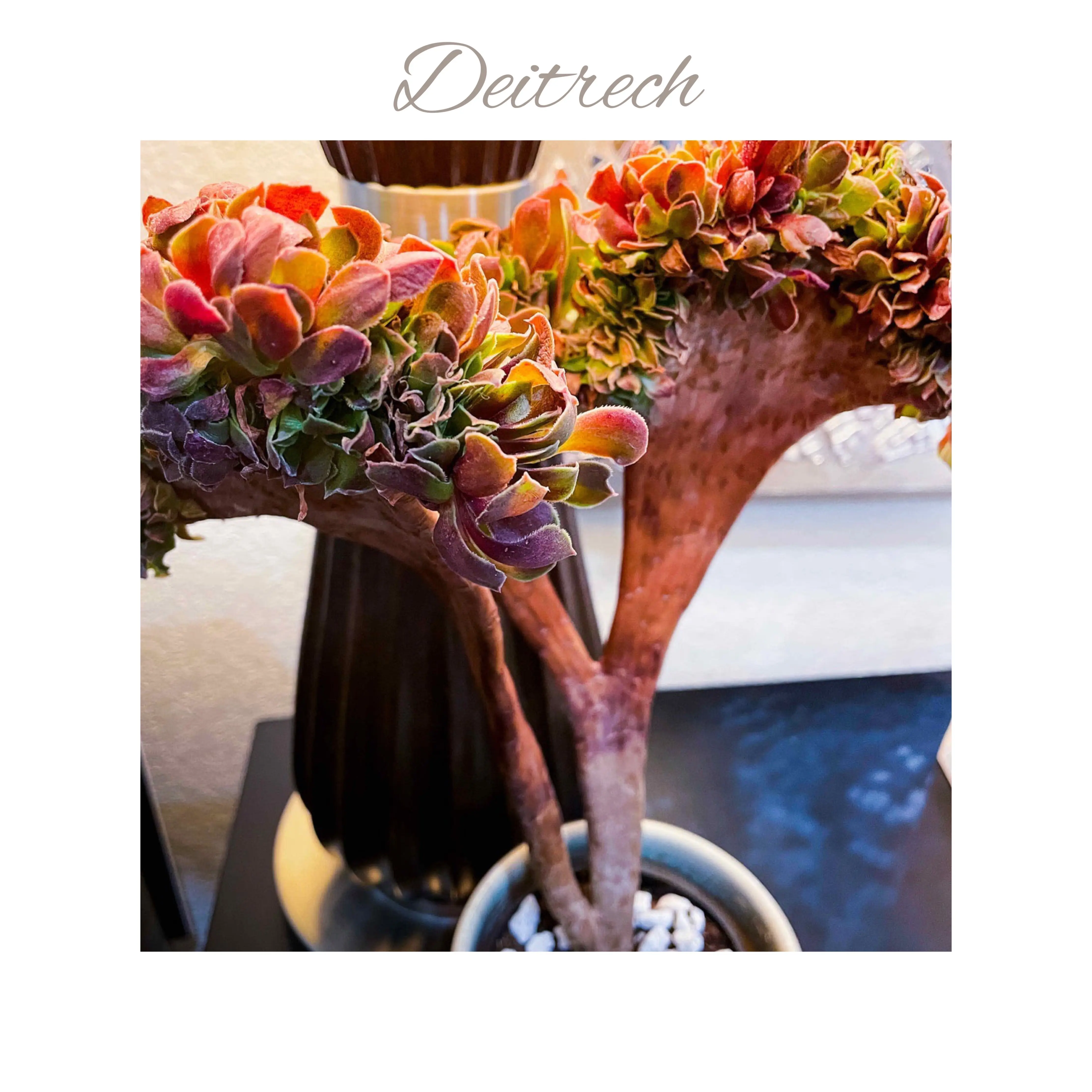 Photo of the plant species Crested Halloween Aeonium by @AnthuriumQueen named Aeonium Cristata - Deitrech on Greg, the plant care app