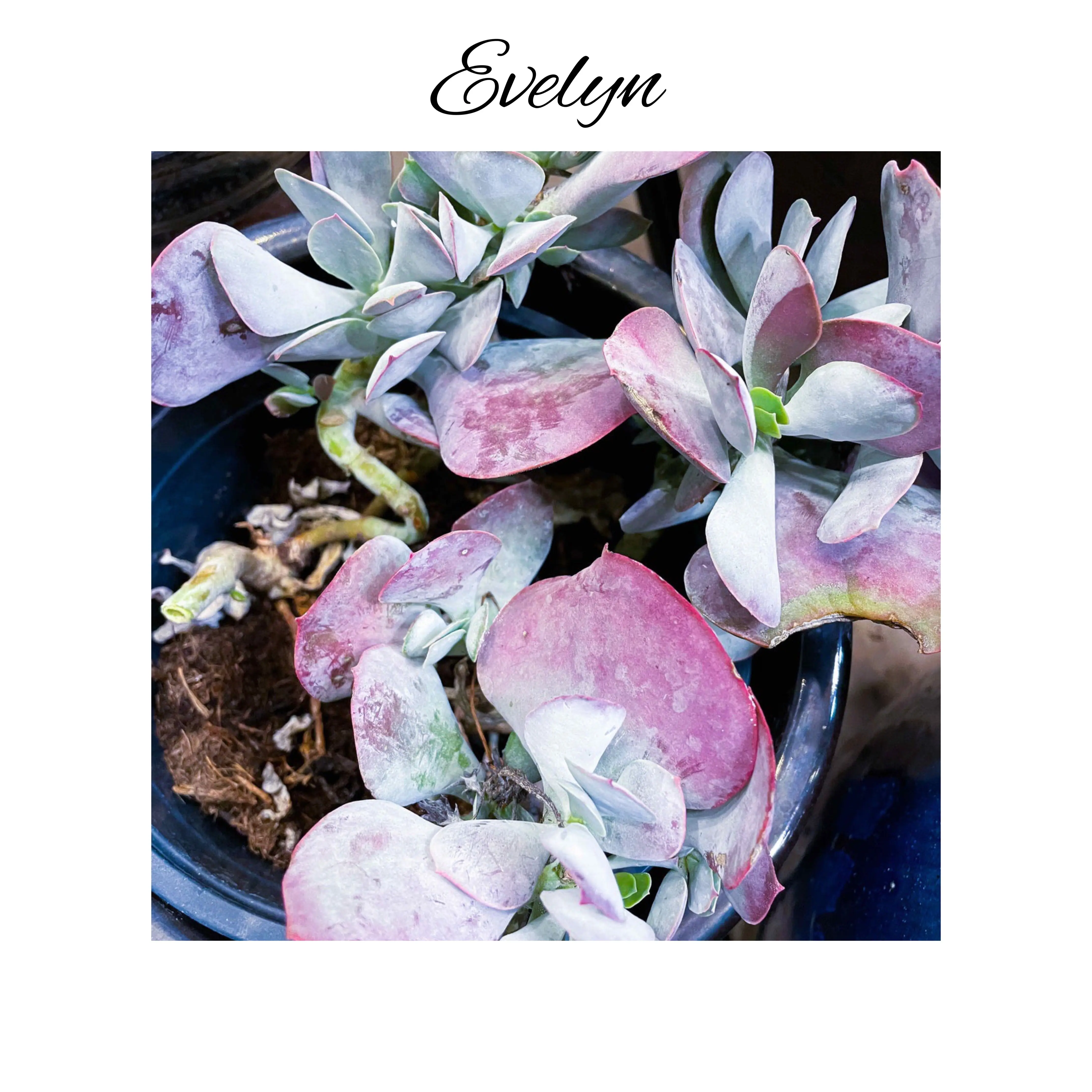 Photo of the plant species Cotyledon by @AnthuriumQueen named Cotyledon Passion Heart - Evelyn on Greg, the plant care app
