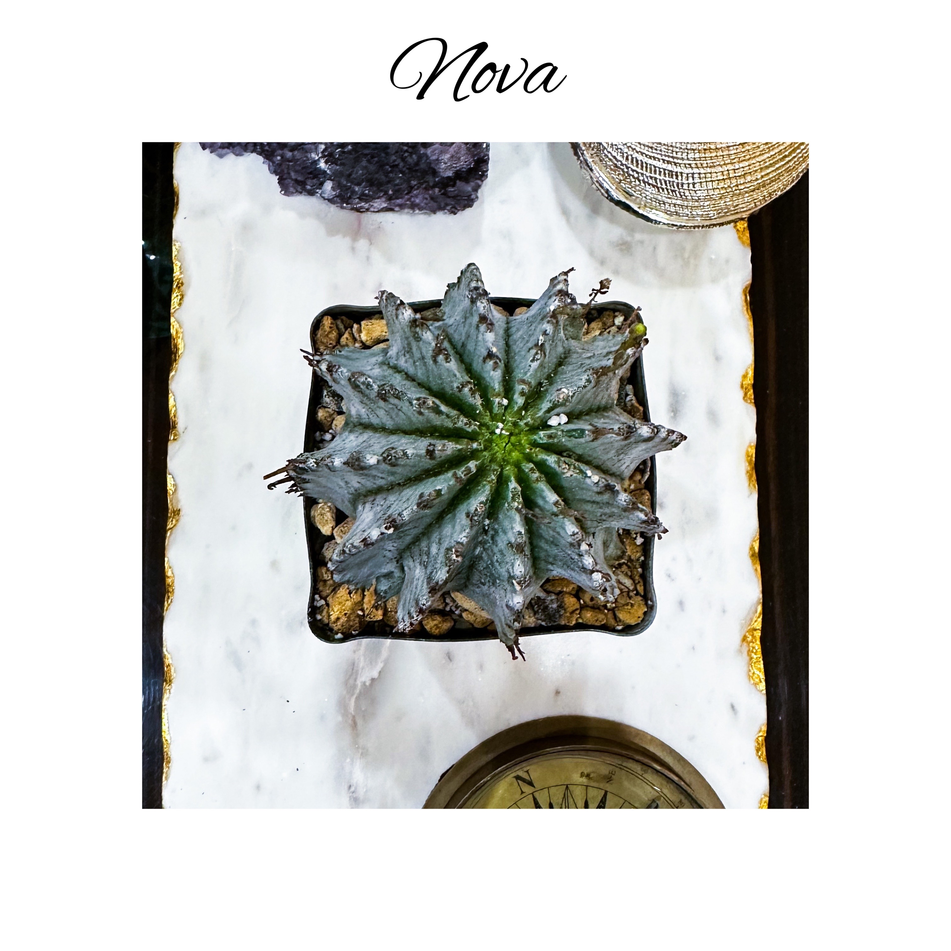Photo of the plant species Euphorbia horrida 'Mayor' by @AnthuriumQueen named Euphorbia - Nova on Greg, the plant care app