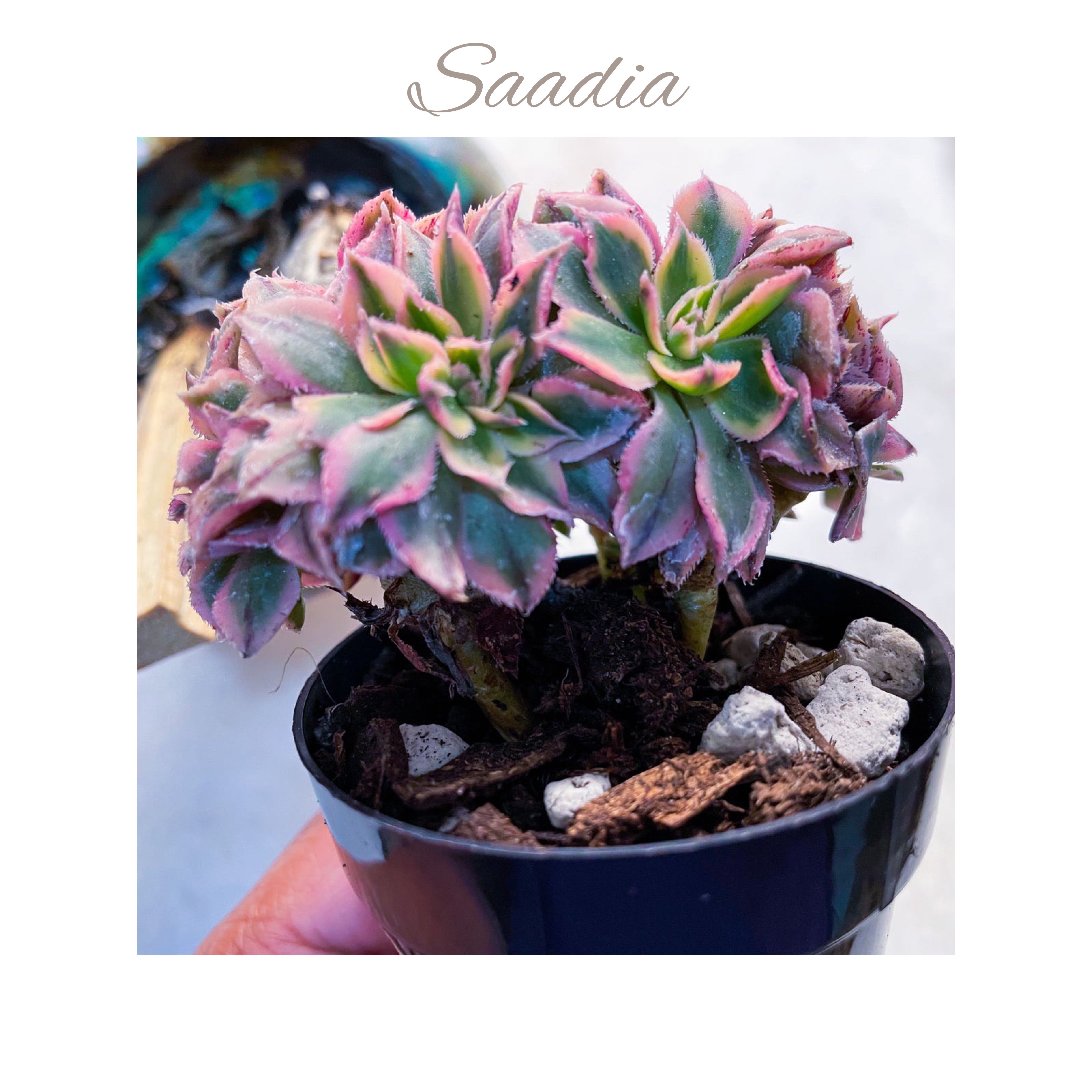 Photo of the plant species Aeonium 'Sunburst Cristatum' by @AnthuriumQueen named Aeonium Cristata - Saadia 1 on Greg, the plant care app