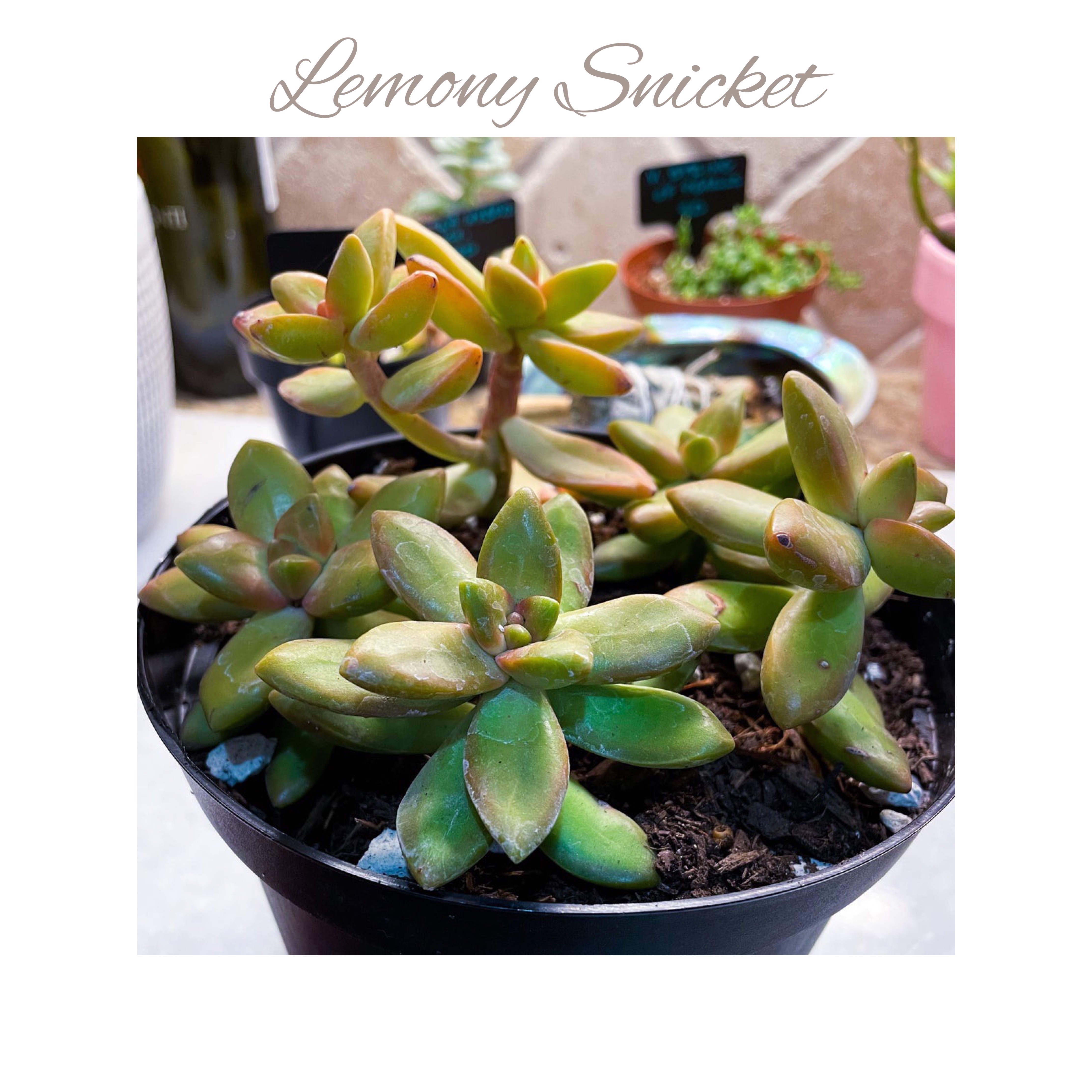 Sedum “Lemon Lime” - Lemony Snicket - WD