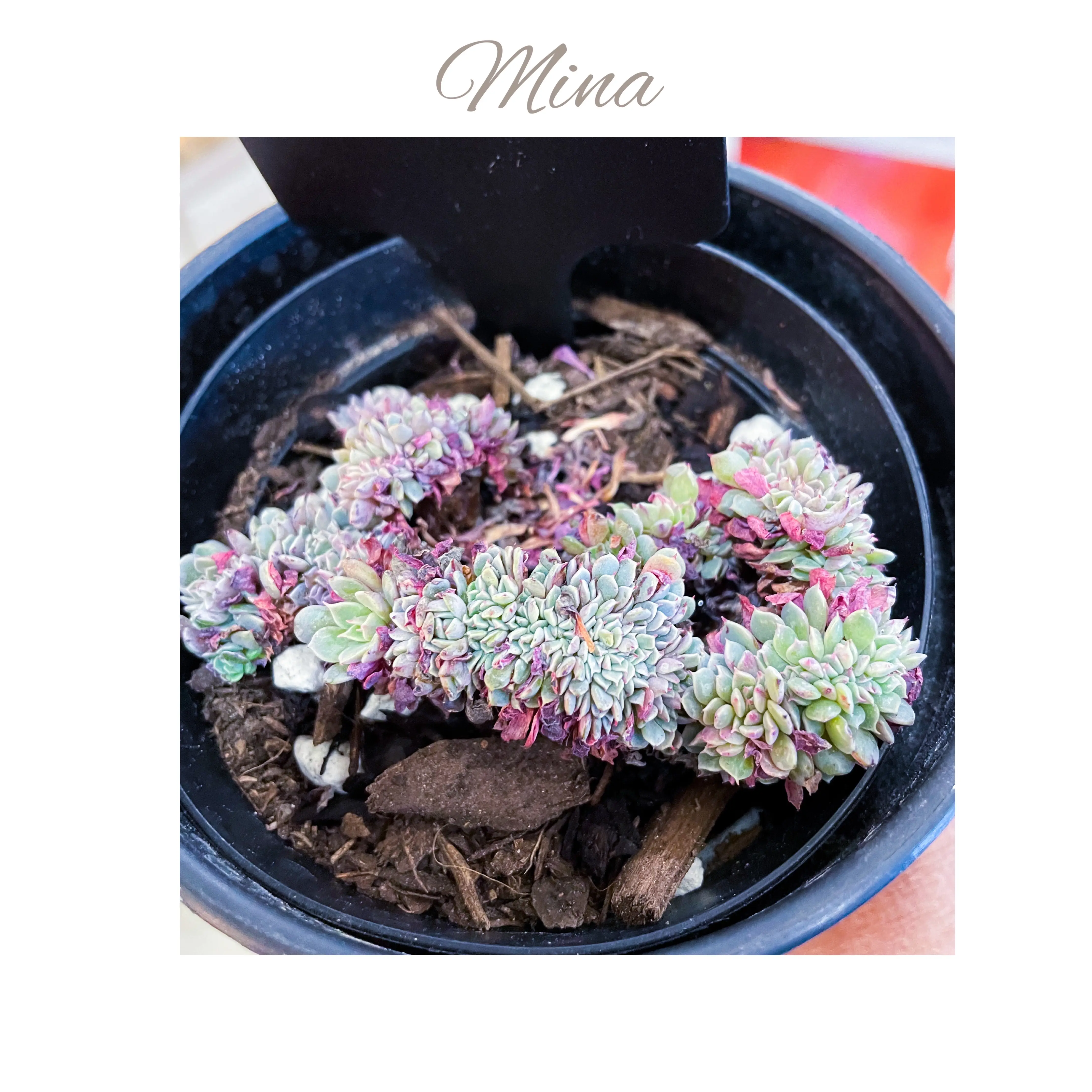 Photo of the plant species Echeveria 'Tuxpan Cristata' by @AnthuriumQueen named Mina on Greg, the plant care app