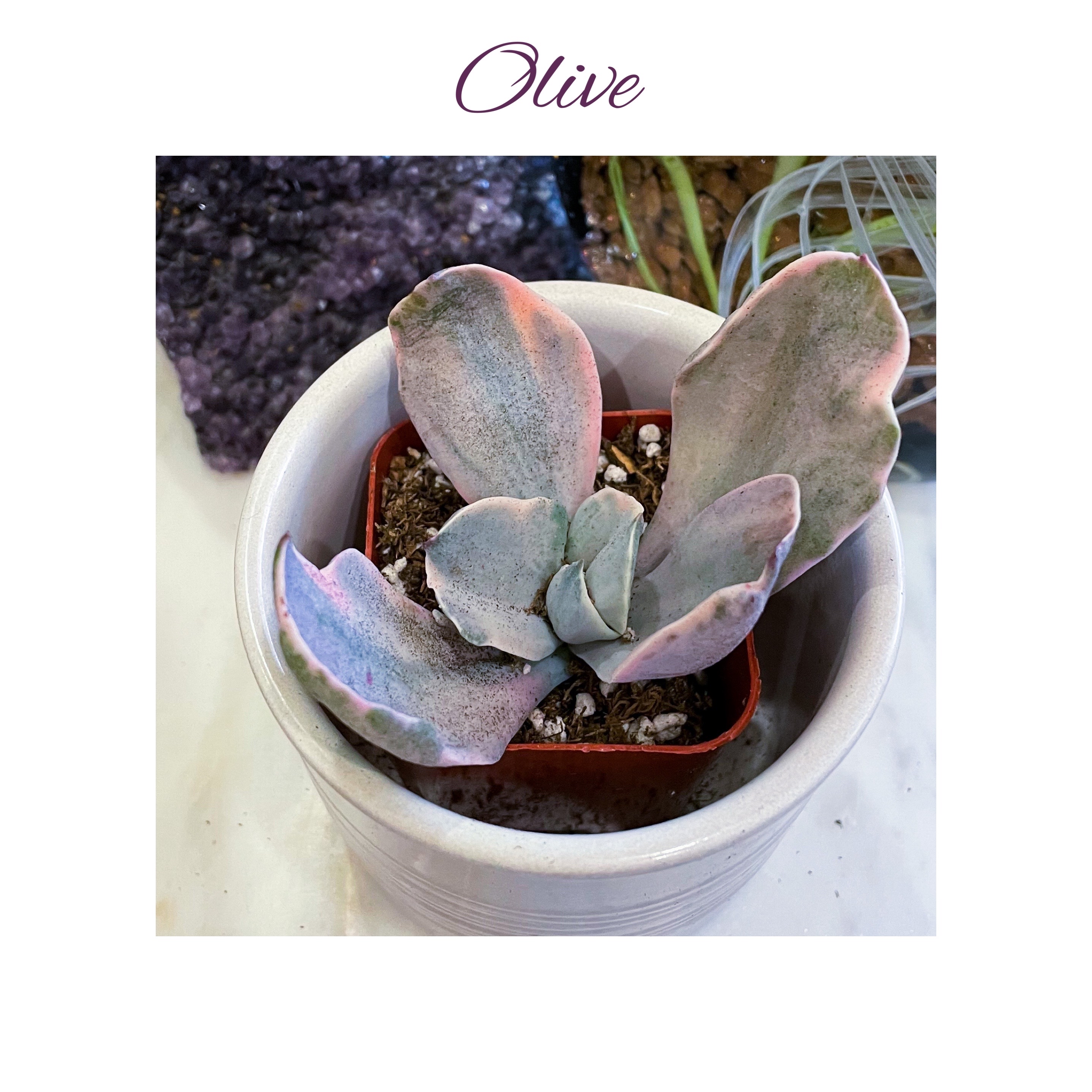 Photo of the plant species Echeveria Decora Variegata by @AnthuriumQueen named Echeveria - Olive on Greg, the plant care app