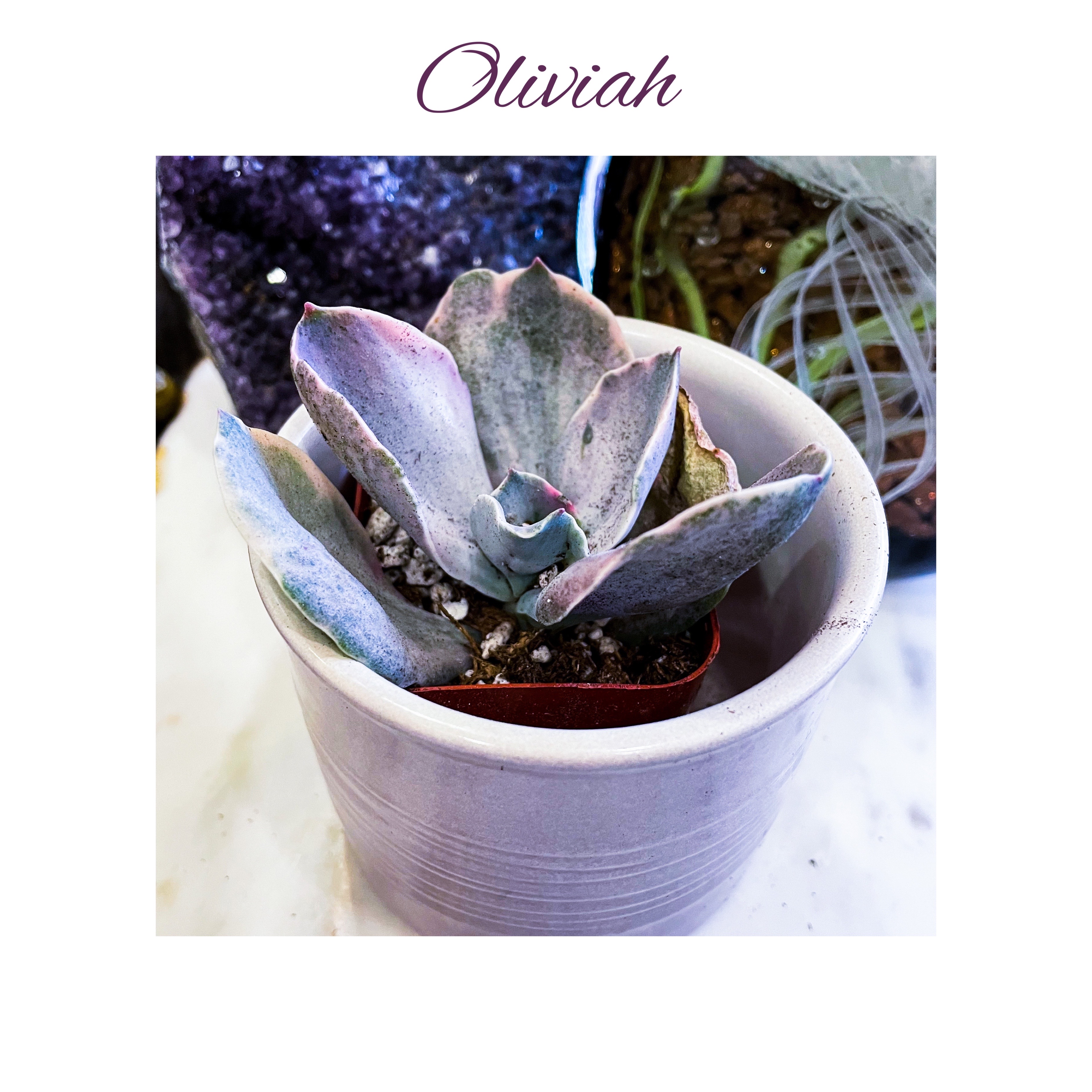 Photo of the plant species Echeveria Decora Variegata by @AnthuriumQueen named Echeveria -  Oliviah on Greg, the plant care app