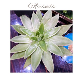 Echeveria 'Miranda' plant in Garden Ridge, Texas
