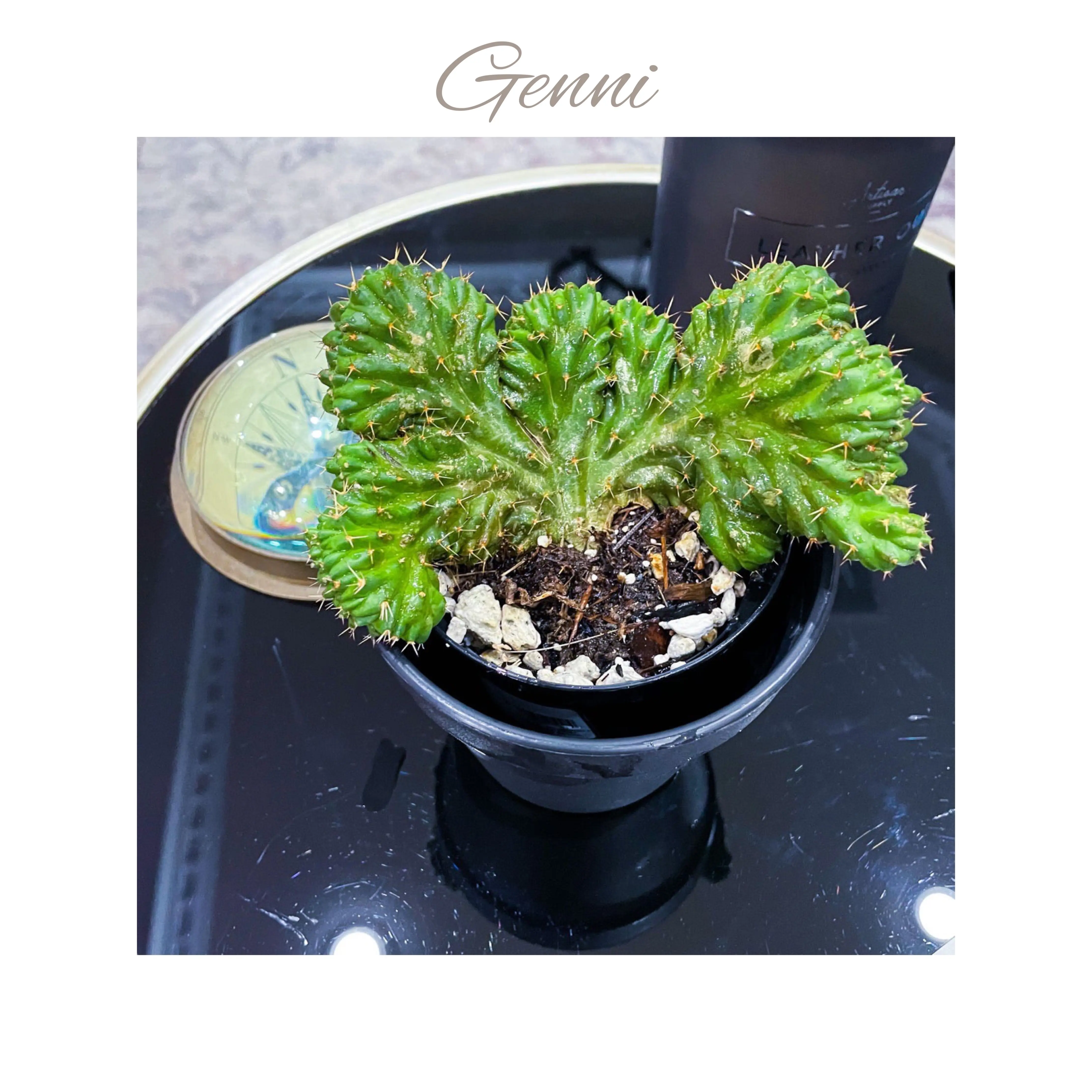 Photo of the plant species Crested Lady Finger Cactus by @AnthuriumQueen named Crested Cactus - Genni on Greg, the plant care app