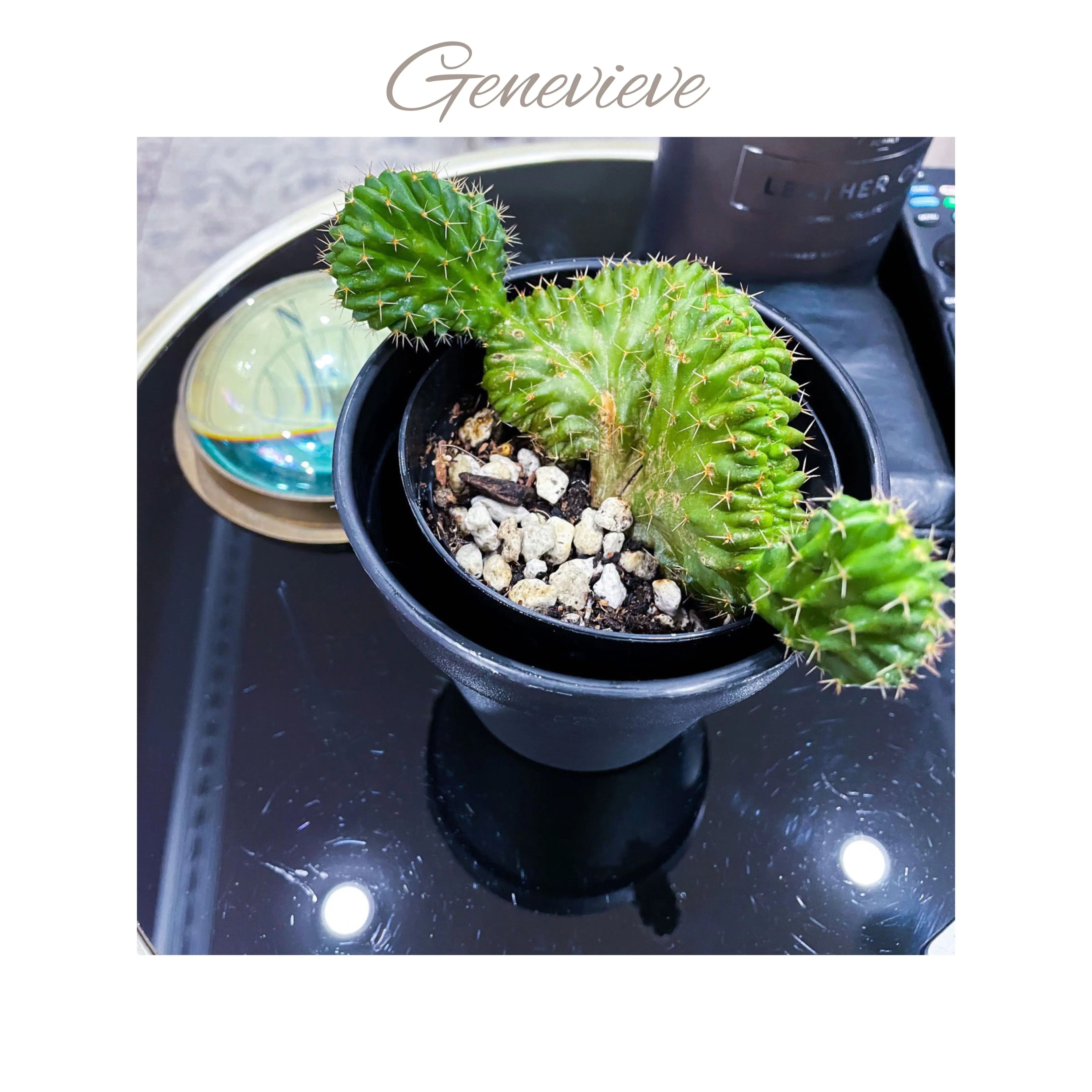 Photo of the plant species Crested Lady Finger Cactus by @AnthuriumQueen named Crested Cactus - Genevieve on Greg, the plant care app