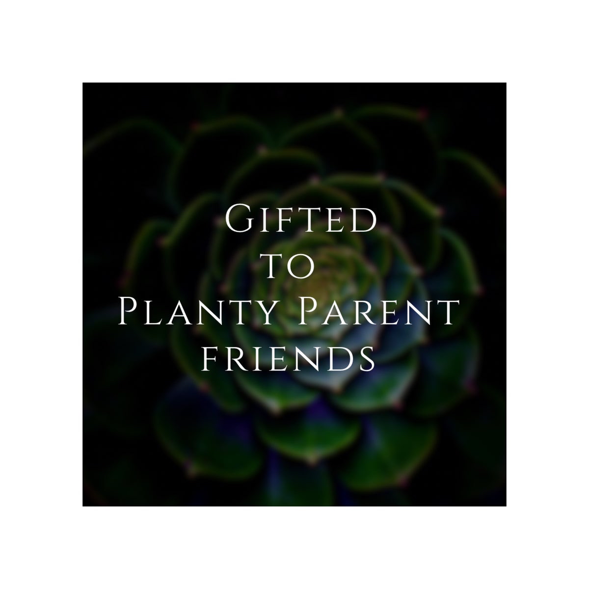Photo of the plant species Echeveria 'Raindrops' by @AnthuriumQueen named Echeveria - Reign on Greg, the plant care app
