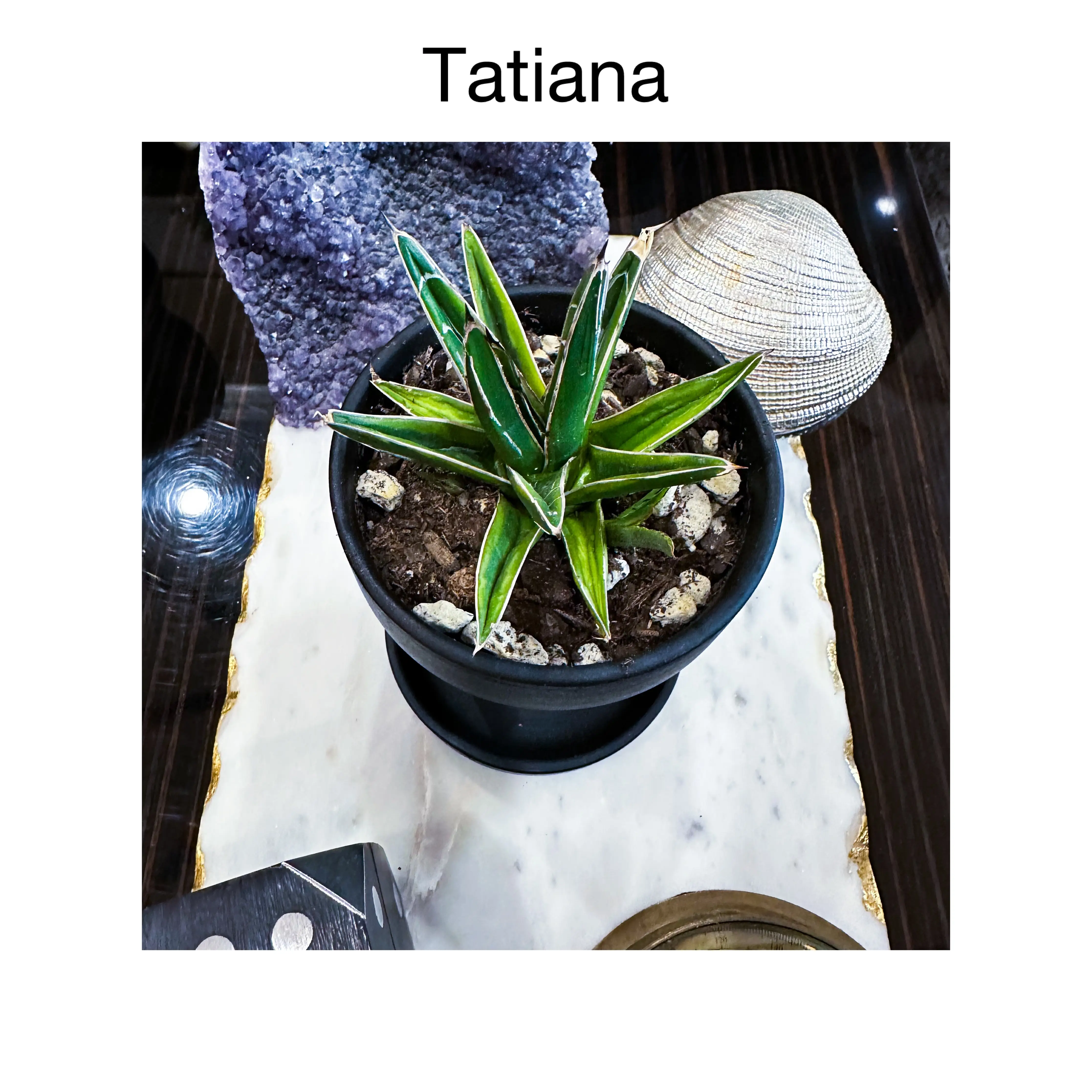 Photo of the plant species Variegated Agave Victoria Reginae by @AnthuriumQueen named Agave Variegata - Tatiana on Greg, the plant care app