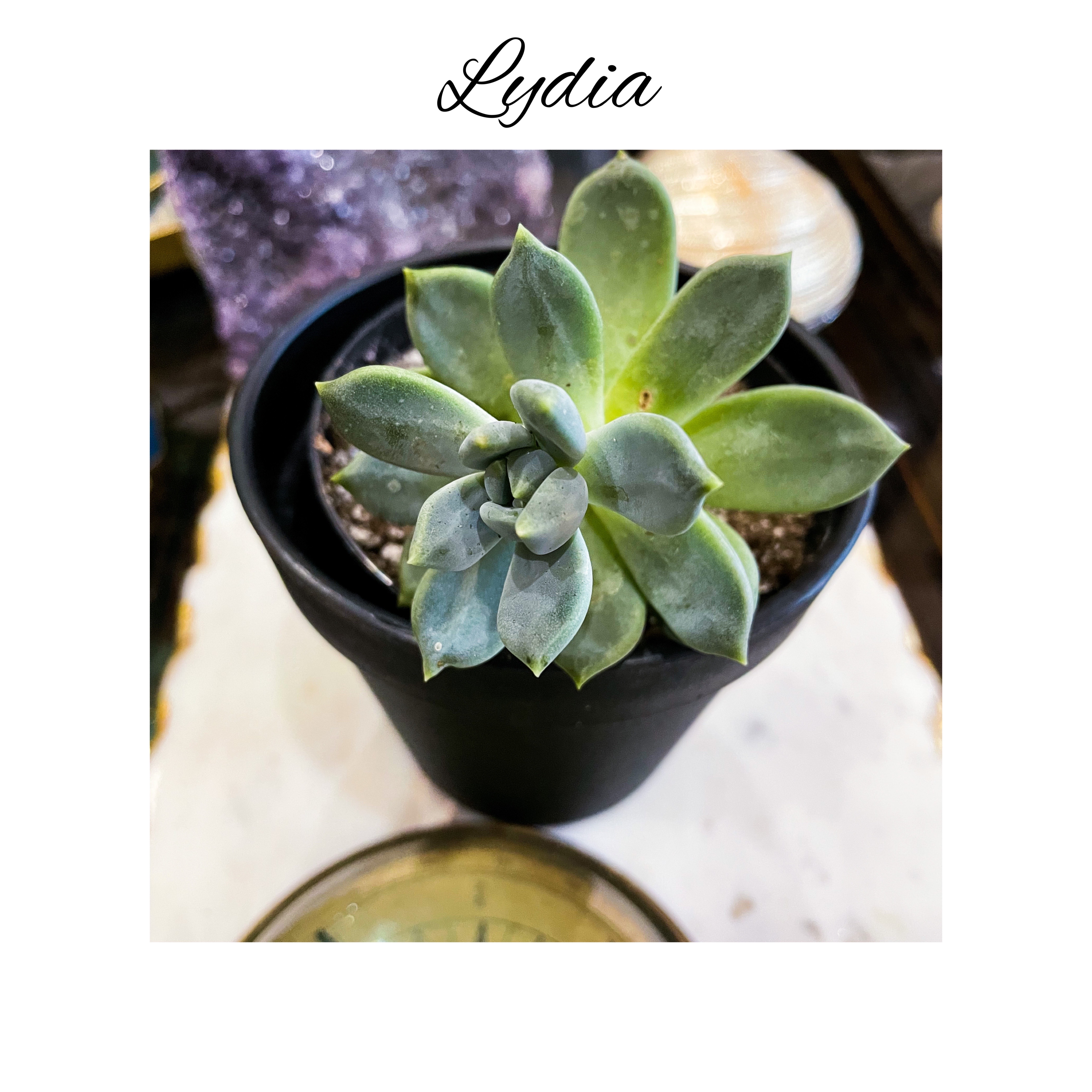 Photo of the plant species Laui by @AnthuriumQueen named Echeveria - Lydia on Greg, the plant care app
