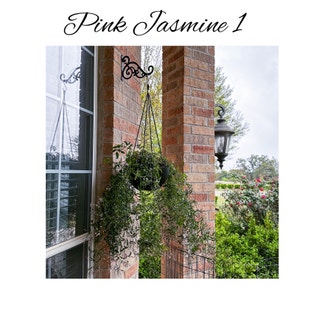 Pink Jasmine plant in Garden Ridge, Texas