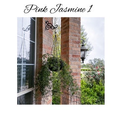 Pink Jasmine plant
