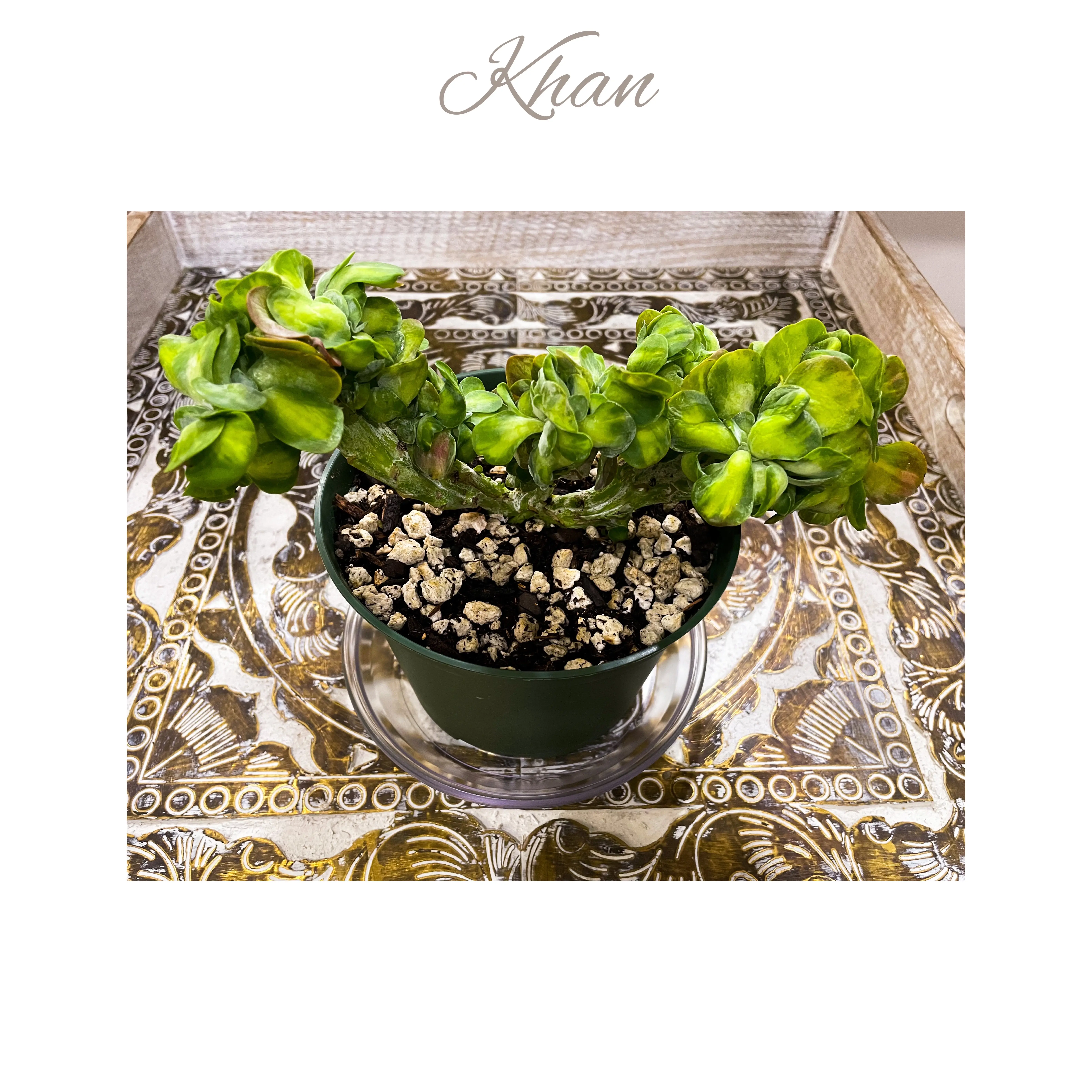 Photo of the plant species Crested Variegated Flapjacks by @AnthuriumQueen named Kalanchoe Cristata - Khan on Greg, the plant care app