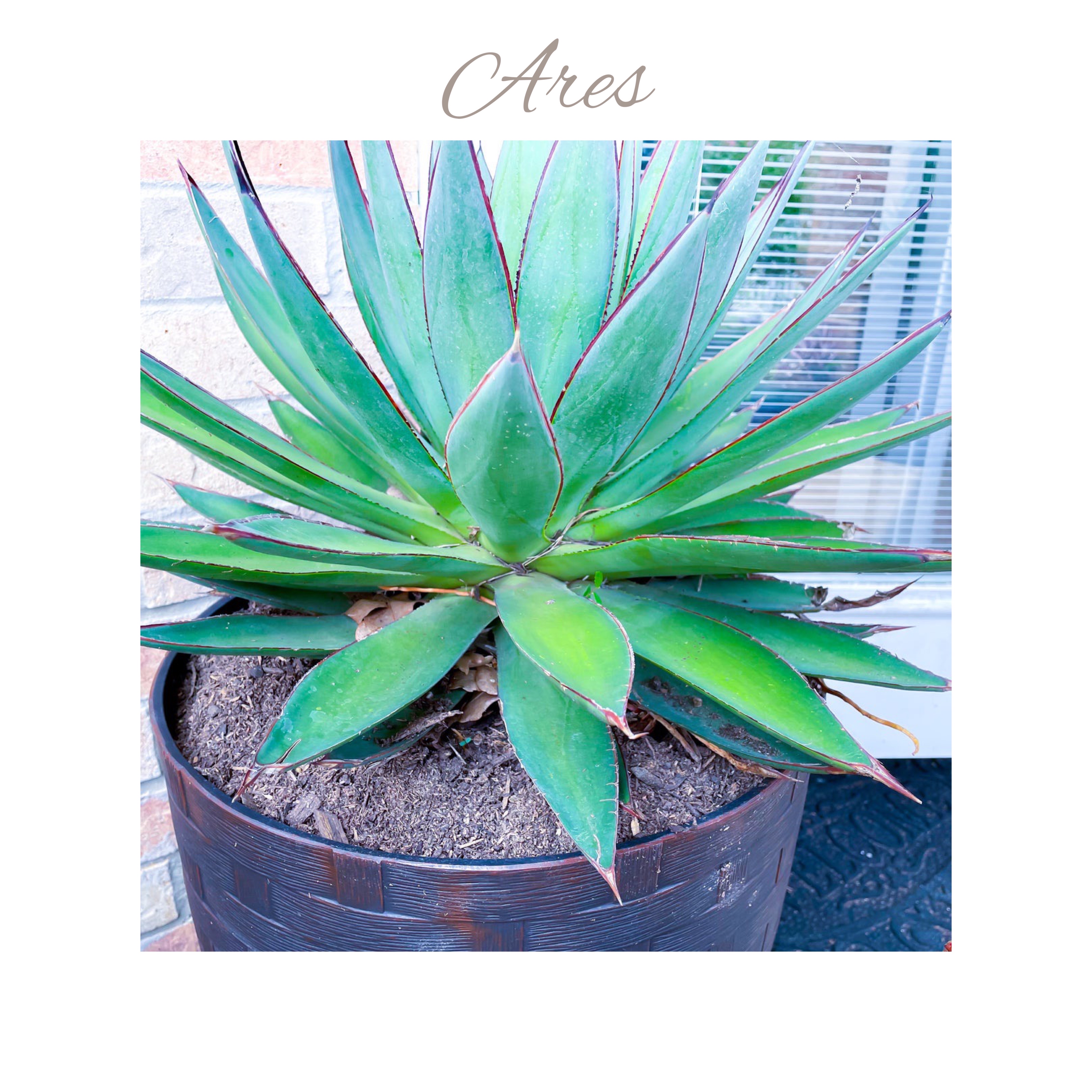 Agave - Ares