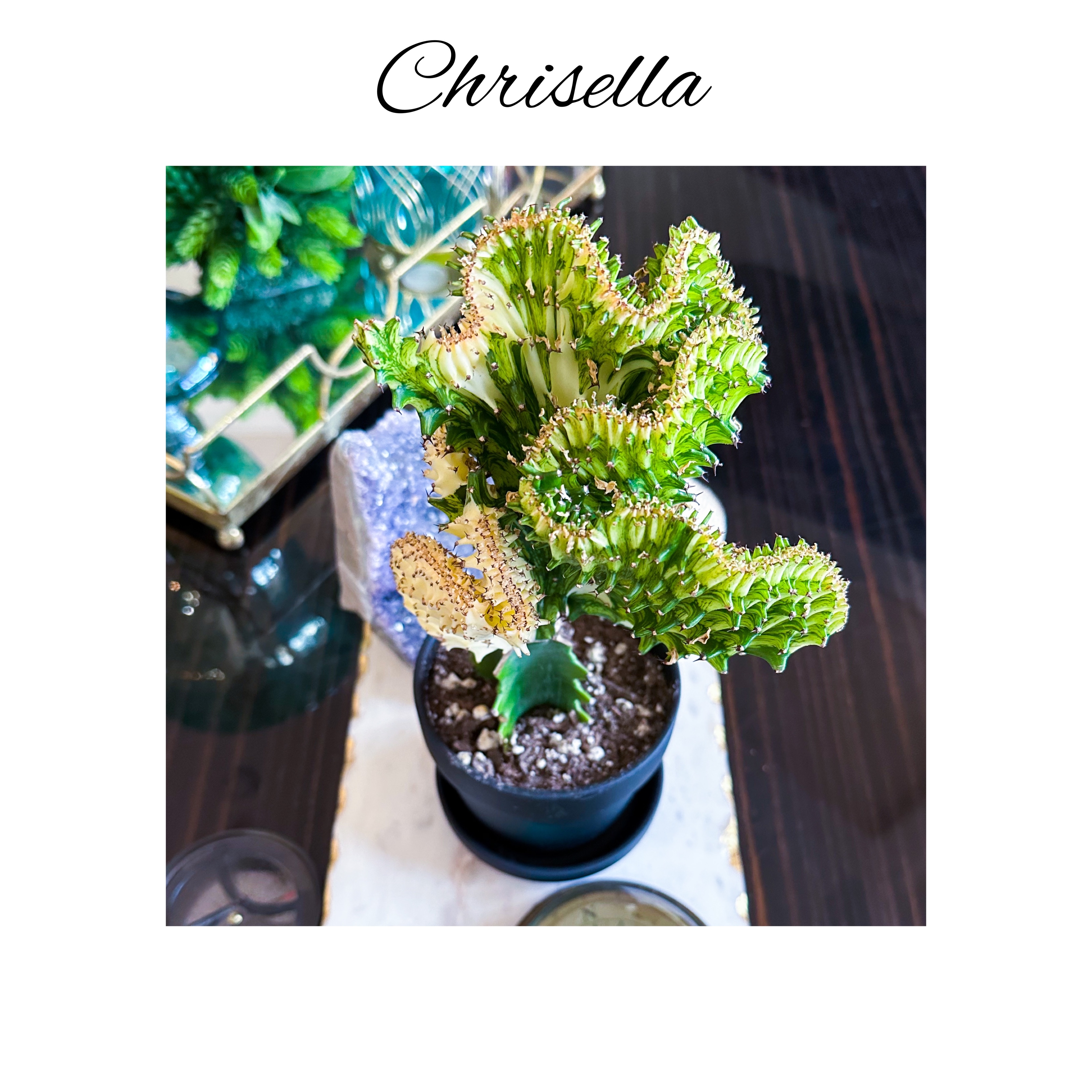 Photo of the plant species Crested Oleander Spurge by @AnthuriumQueen named Euphorbia Cristata  - Chrisella on Greg, the plant care app