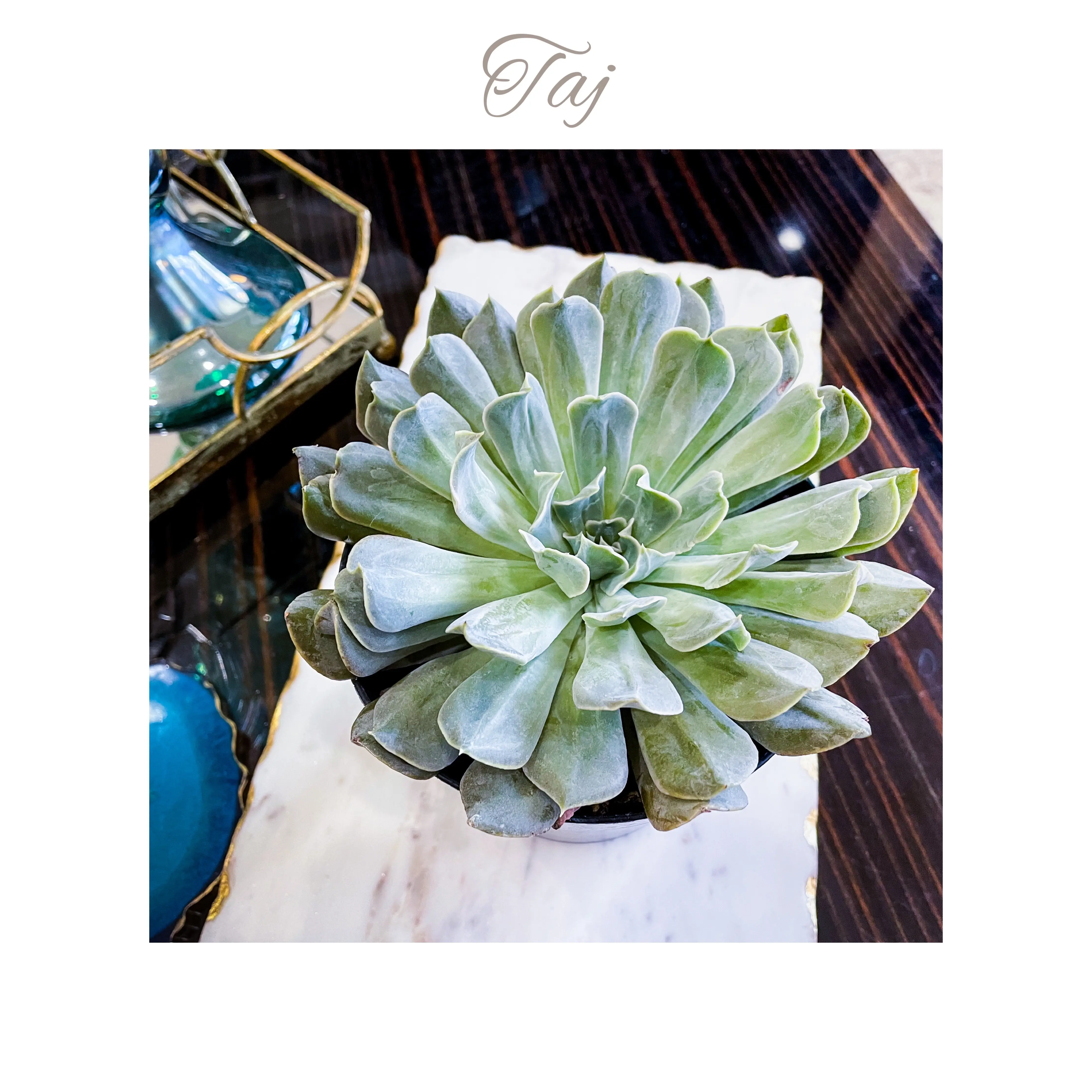 Photo of the plant species Echeveria 'Arabella' by @AnthuriumQueen named Echeveria - Taj on Greg, the plant care app