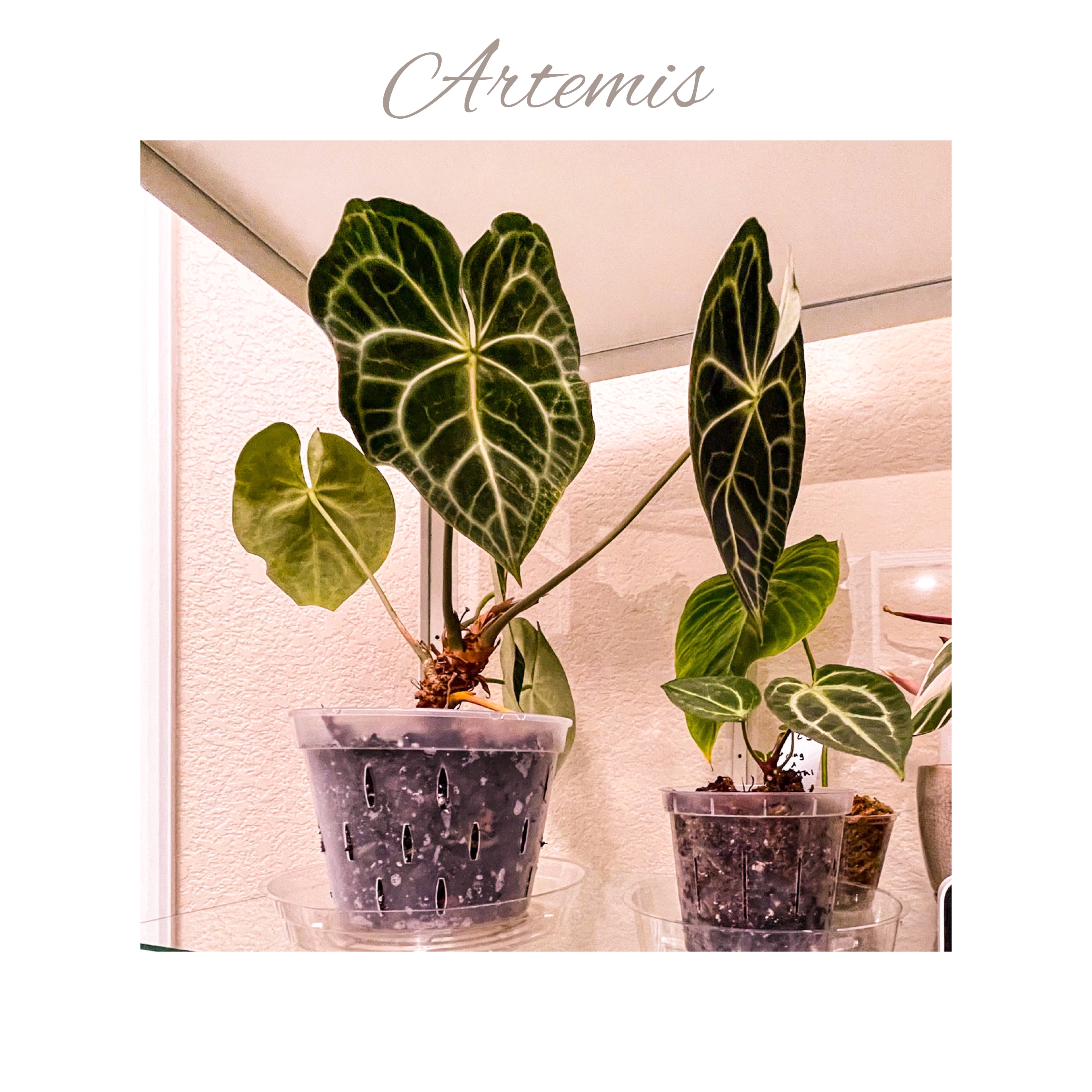 Anthurium - Artemis  Clarinervium