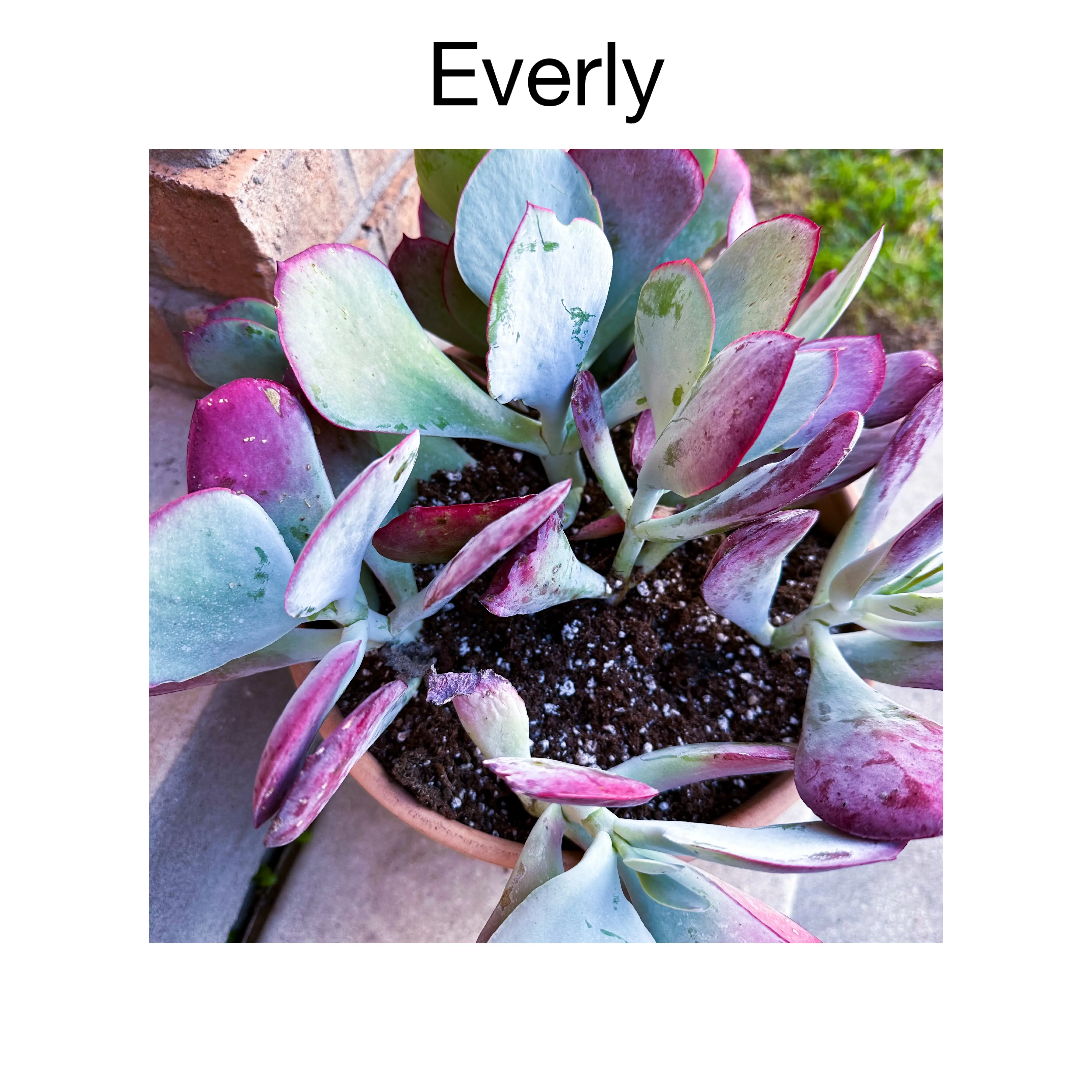 Photo of the plant species Cotyledon by @AnthuriumQueen named Cotelydon Passion Heart - Everly on Greg, the plant care app