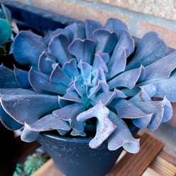 Blue Echeveria plant