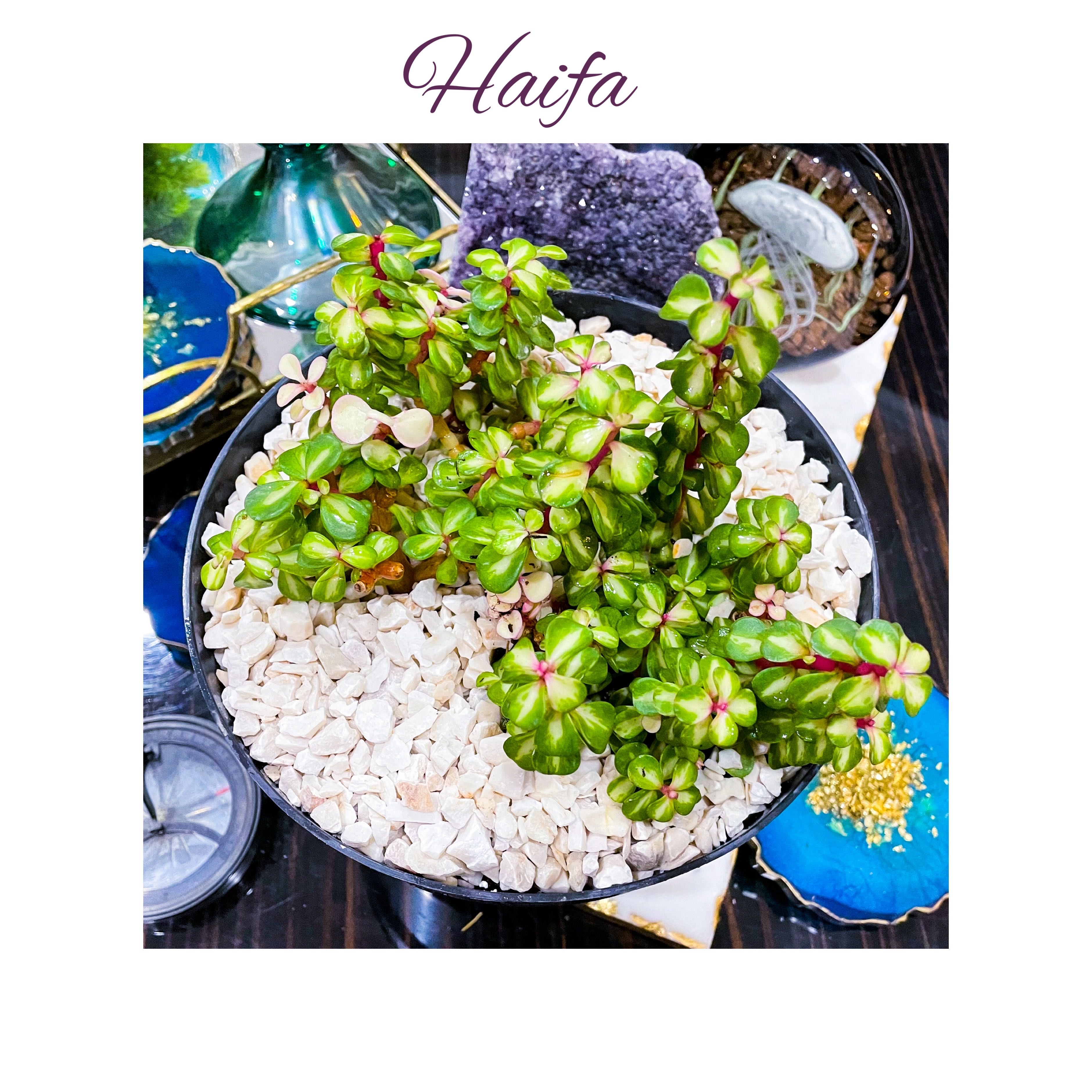 Plant care for Assorted Portulacaria on Greg, the plant care app