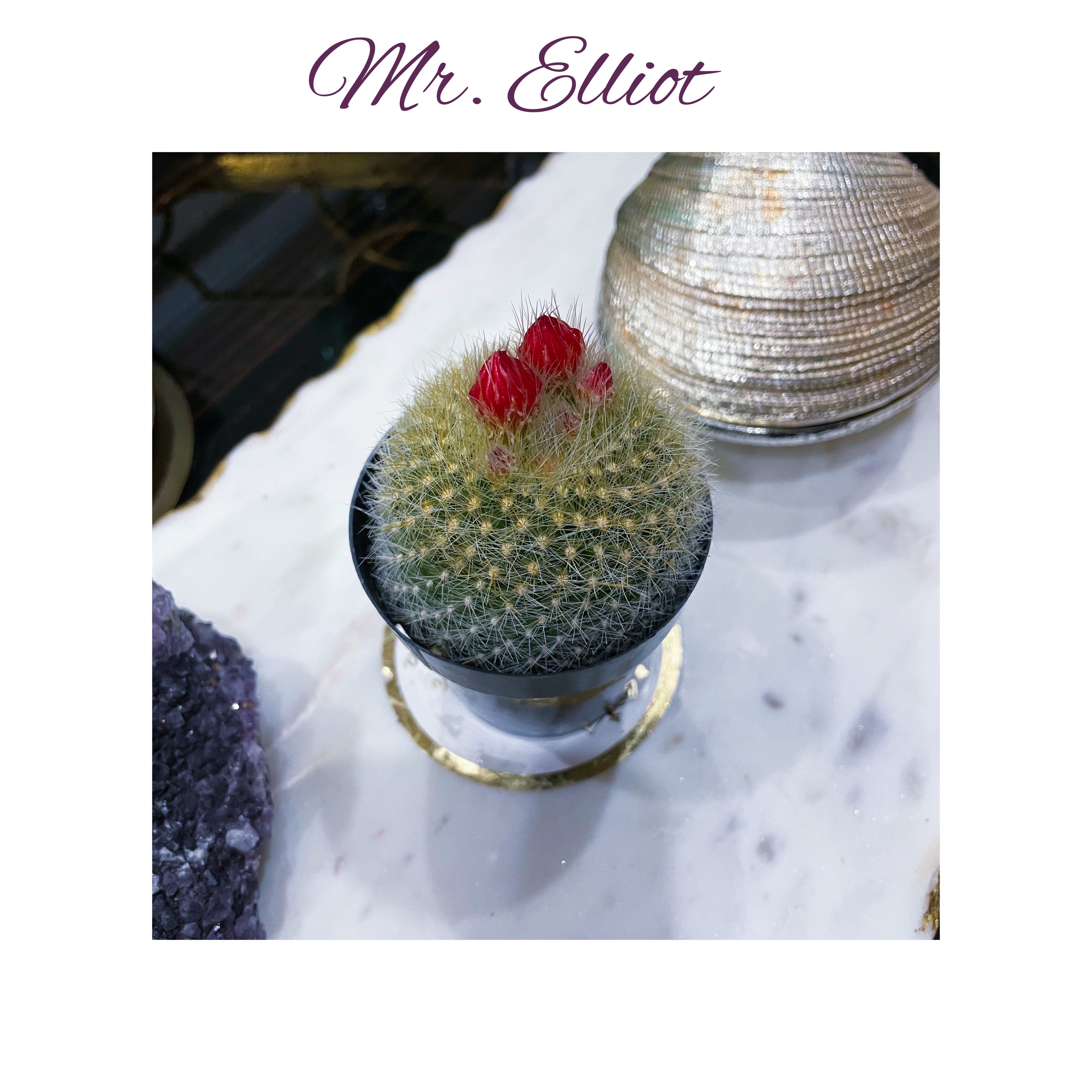 Photo of the plant species Crown Cactus by @AnthuriumQueen named Cactus - Mr. Elliot on Greg, the plant care app