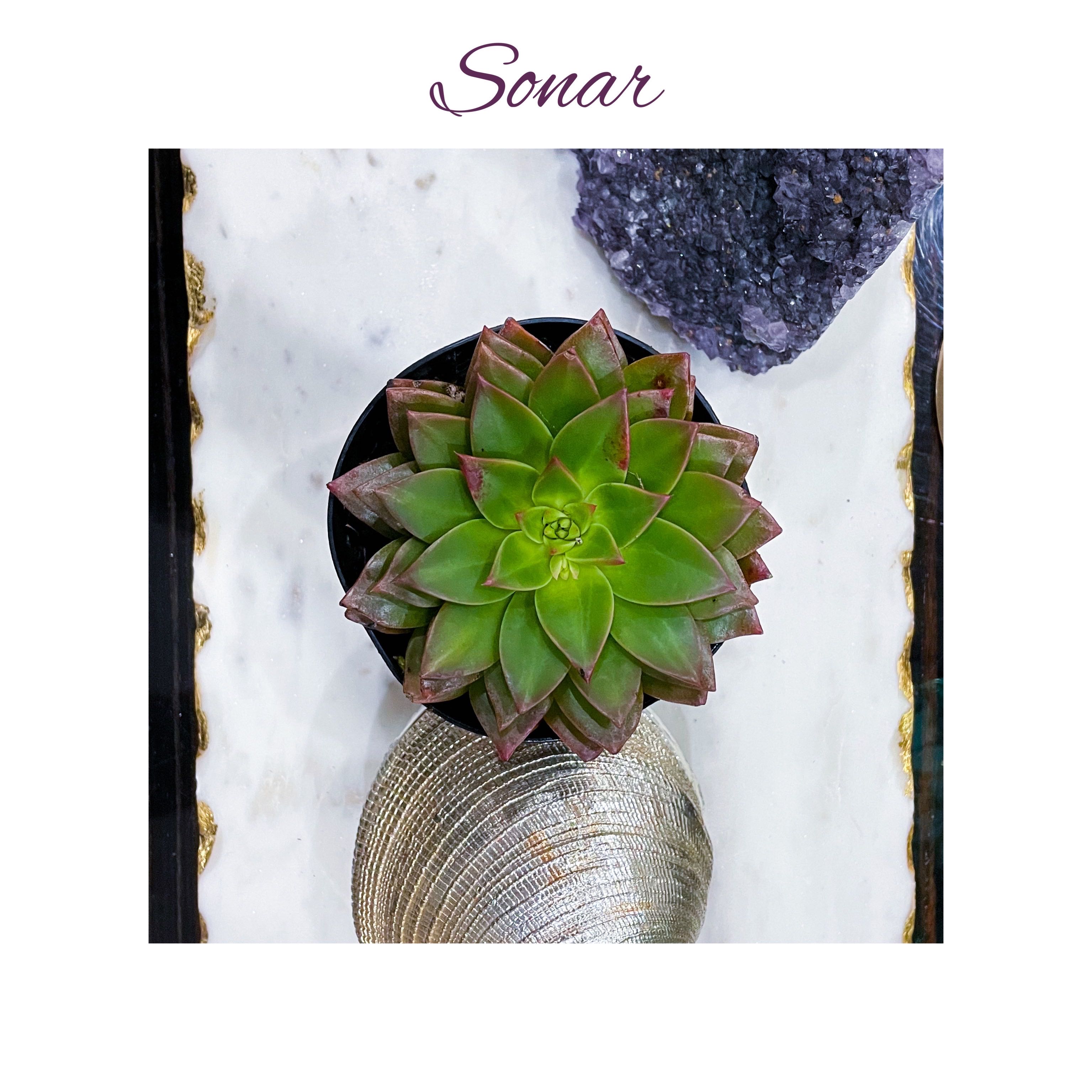 Photo of the plant species Echeveria Solar Flare by @AnthuriumQueen named Tachisedum - Sonar on Greg, the plant care app