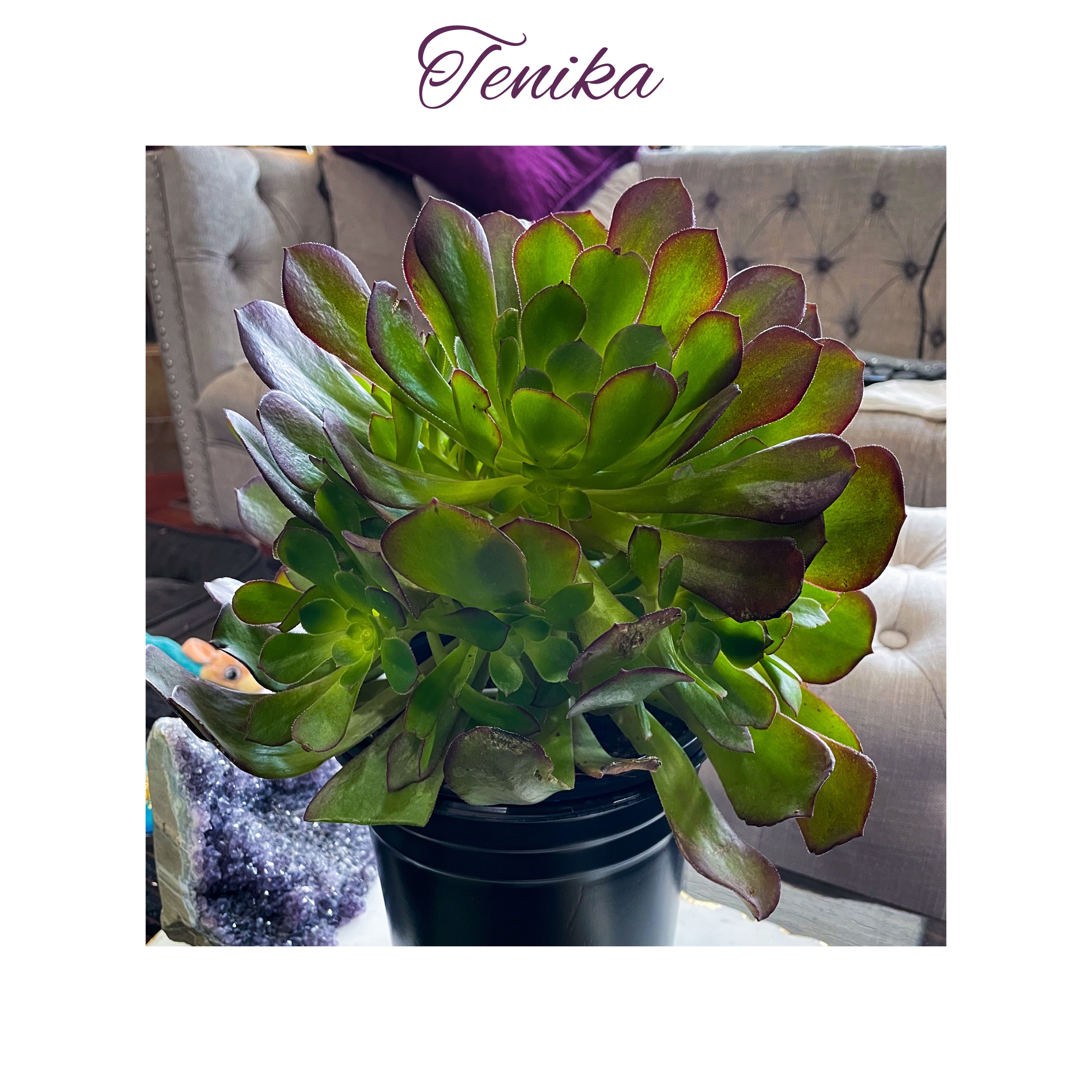 Photo of the plant species Aeonium 'Tenerife Rose' by @AnthuriumQueen named Aeonium - Tenika - Tenerife Rose PP29566 on Greg, the plant care app