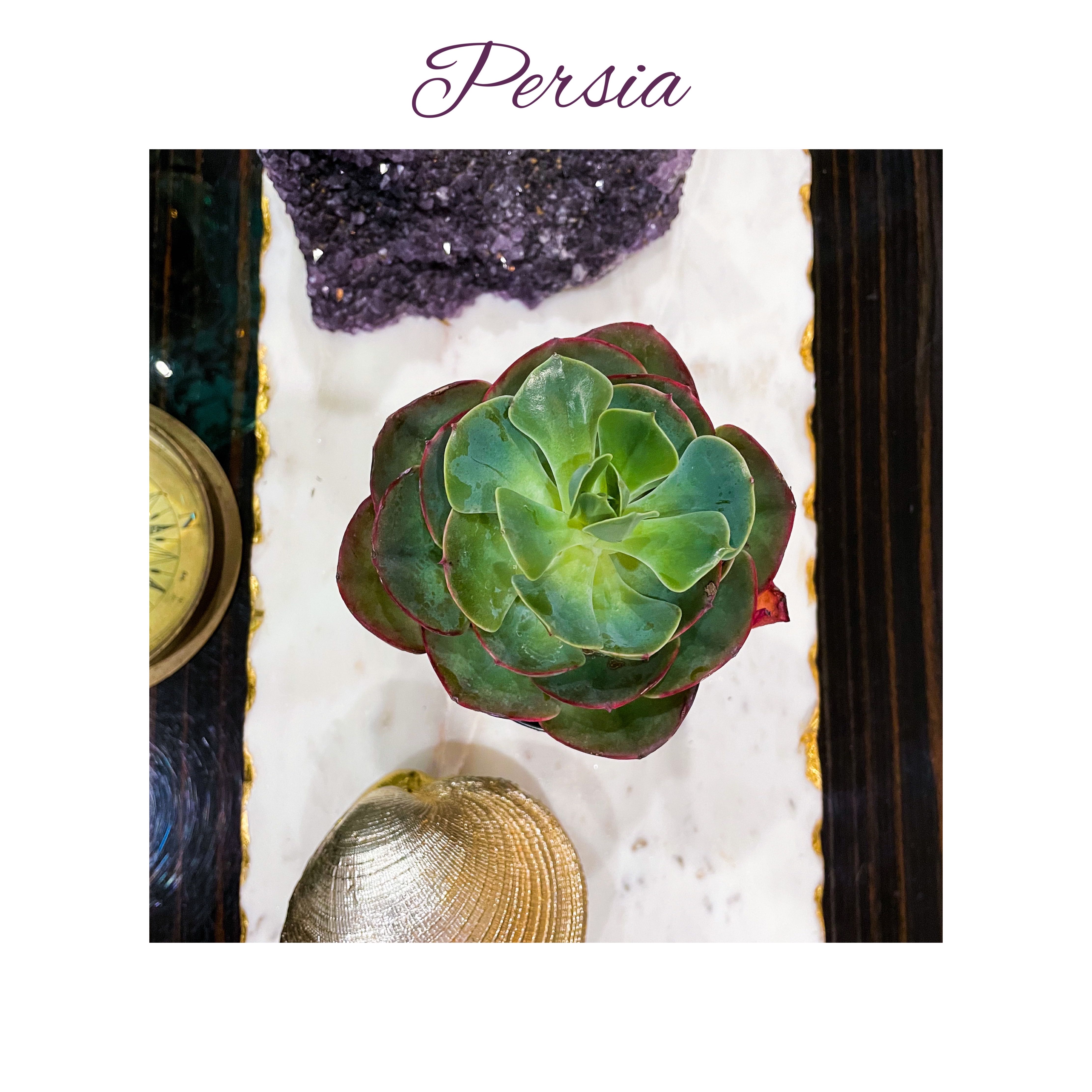 Photo of the plant species Echeveria 'Persia' by @AnthuriumQueen named Echeveria - Persia on Greg, the plant care app