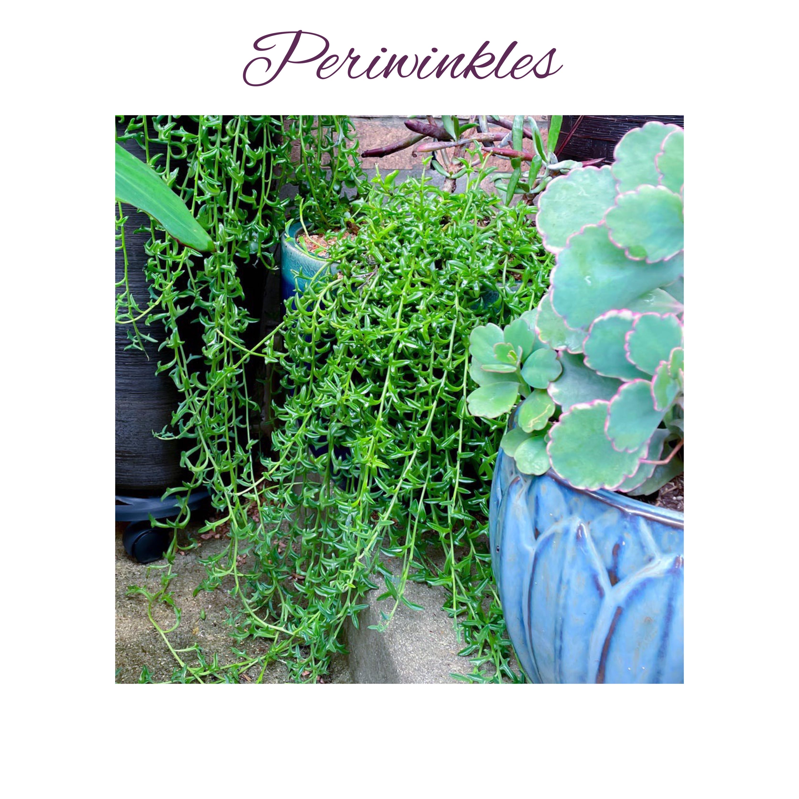 Photo of the plant species String of Dolphins by @AnthuriumQueen named Senecio Peregrinus - Periwinkles on Greg, the plant care app