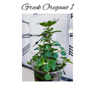 Greek Oregano plant in Garden Ridge, Texas