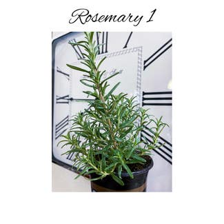 Rosemary plant in Garden Ridge, Texas