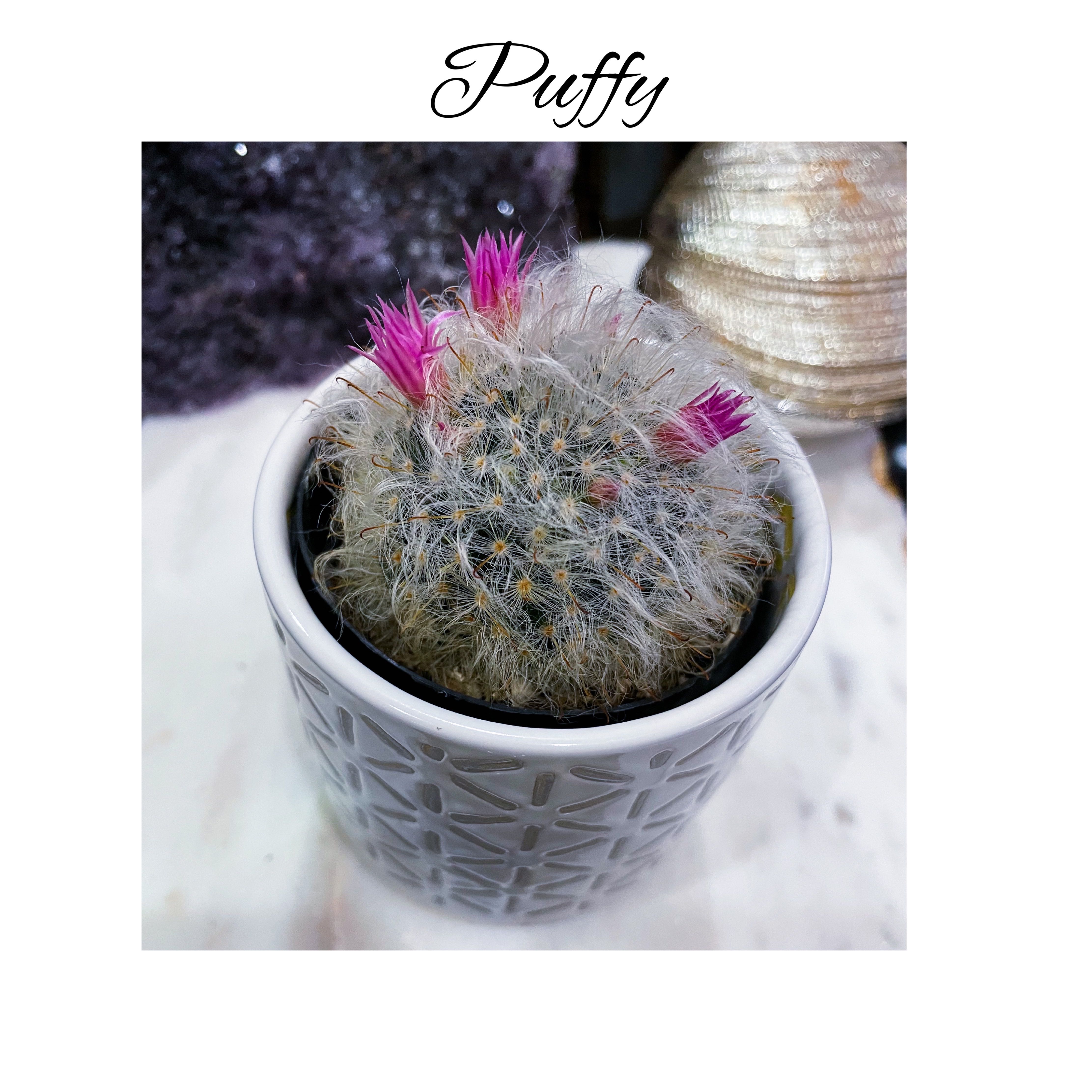 Photo of the plant species Mammillaria bocasana f. roseiflora by @AnthuriumQueen named Cactus - Puffy on Greg, the plant care app
