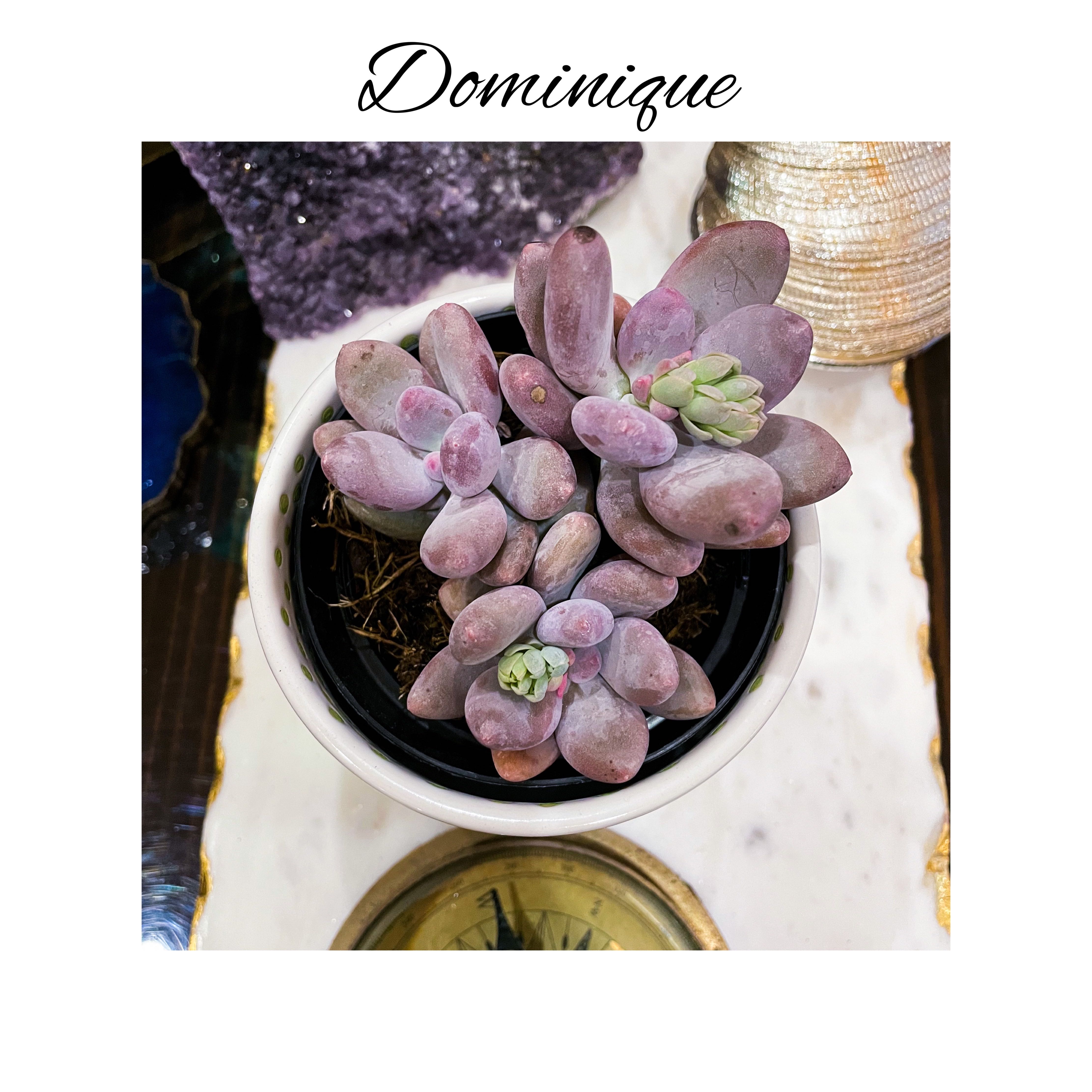 Photo of the plant species Pachyveria 'Blue Haze' by @AnthuriumQueen named Pachyveria - Dominique on Greg, the plant care app