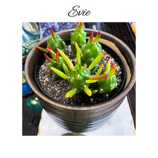 Eve's Needle Cactus plant in Garden Ridge, Texas
