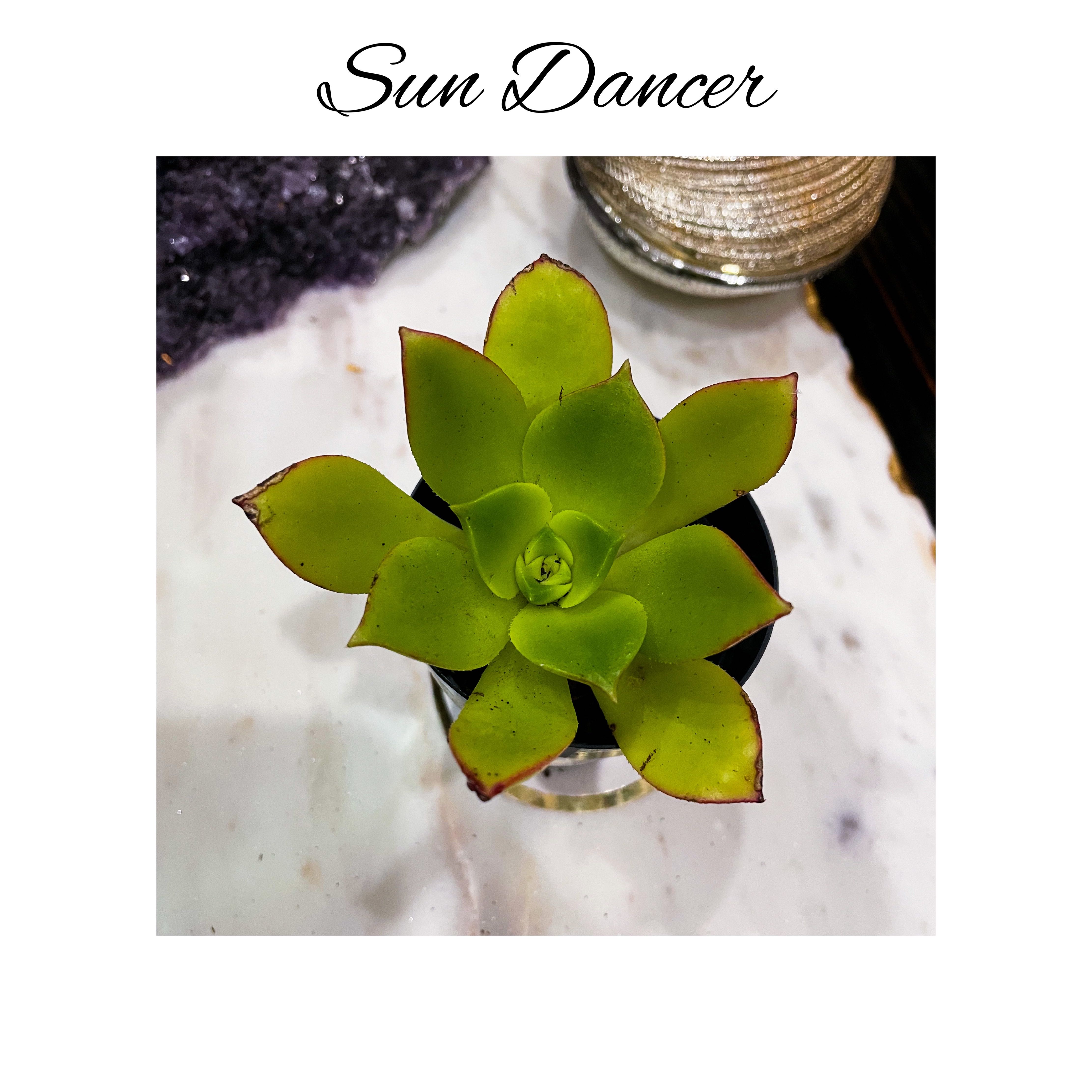 Photo of the plant species Aeonium 'Sun Dancer' by @AnthuriumQueen named Aeonium - Sun Dancer on Greg, the plant care app