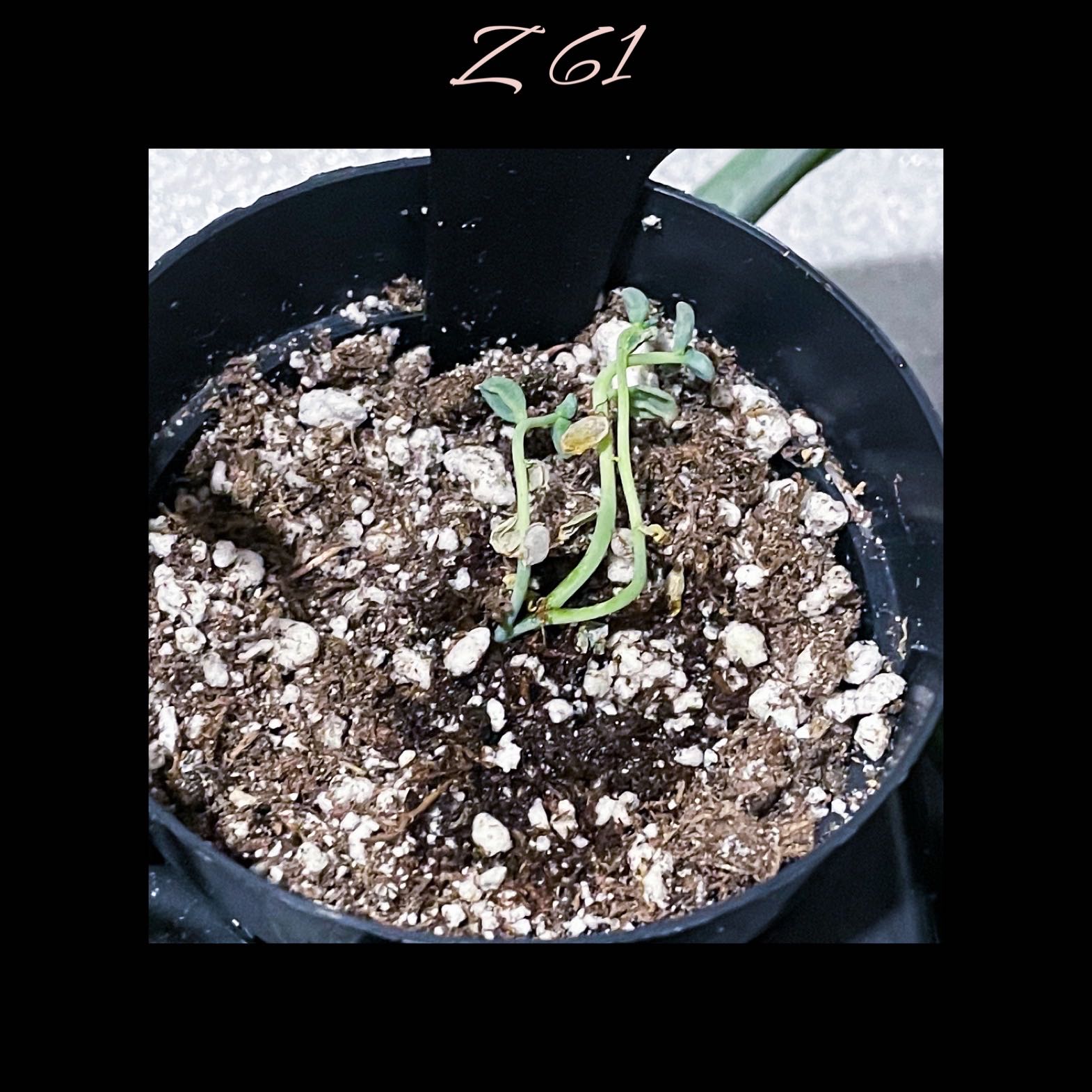 Photo of the plant species Crested Ghost Plant by @AnthuriumQueen named ZZ - Prop 61 on Greg, the plant care app