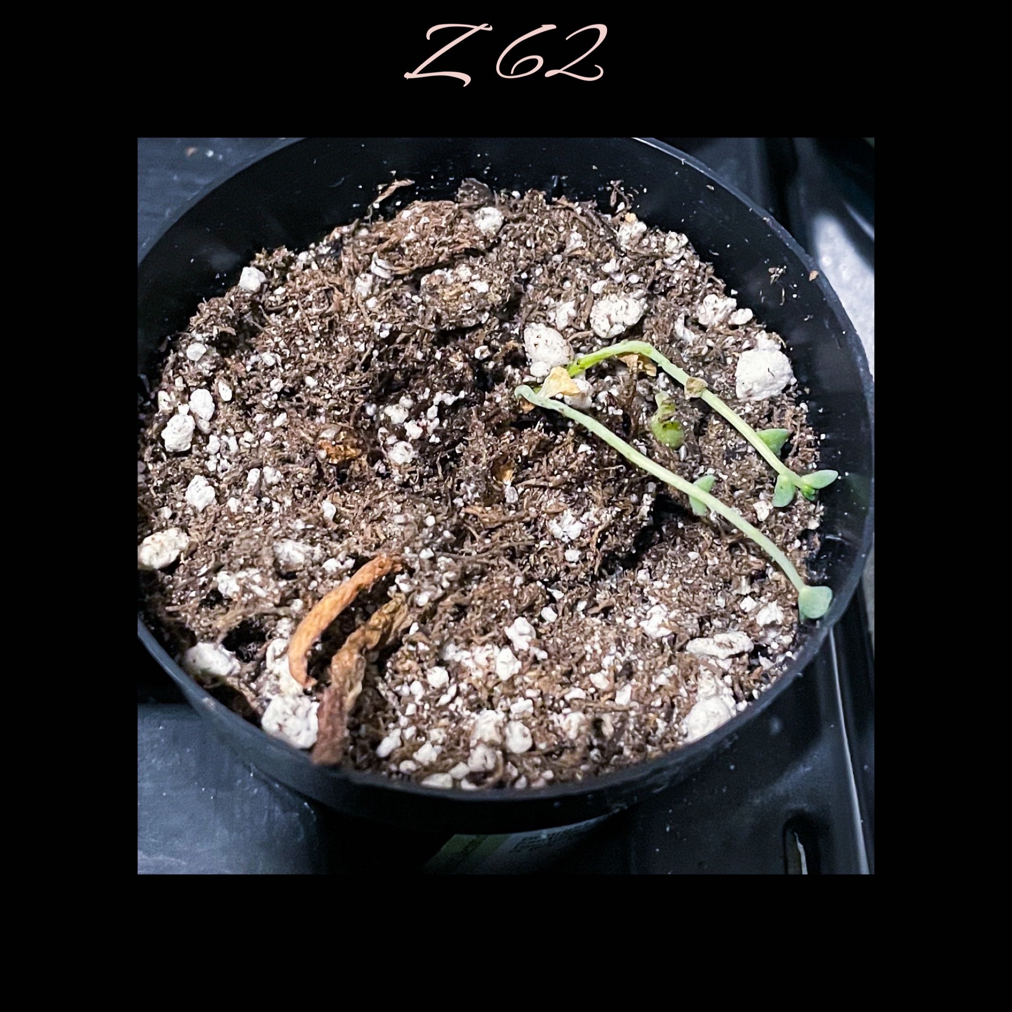 Photo of the plant species Crested Ghost Plant by @AnthuriumQueen named ZZ - Prop 62 on Greg, the plant care app