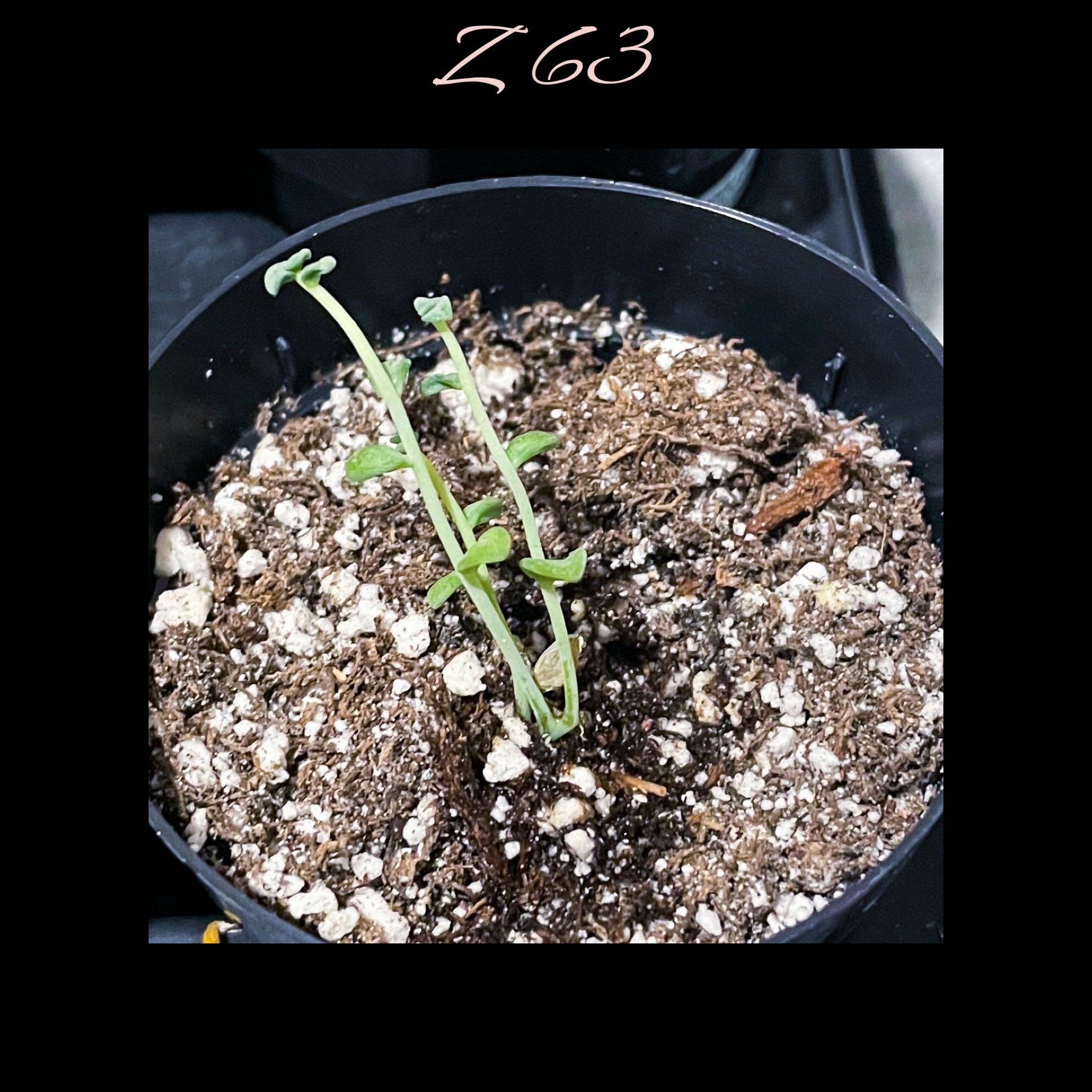 Photo of the plant species Crested Ghost Plant by @AnthuriumQueen named ZZ - Prop 63 on Greg, the plant care app