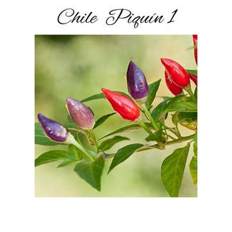 Chile Penguin plant in Garden Ridge, Texas